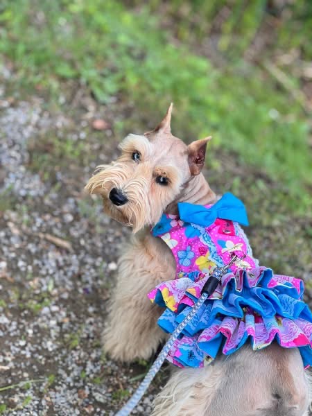 Barbie outdoors in a colorful pink and blue butterfly dress and leash, looking back over her shoulder with her golden wheaten coat