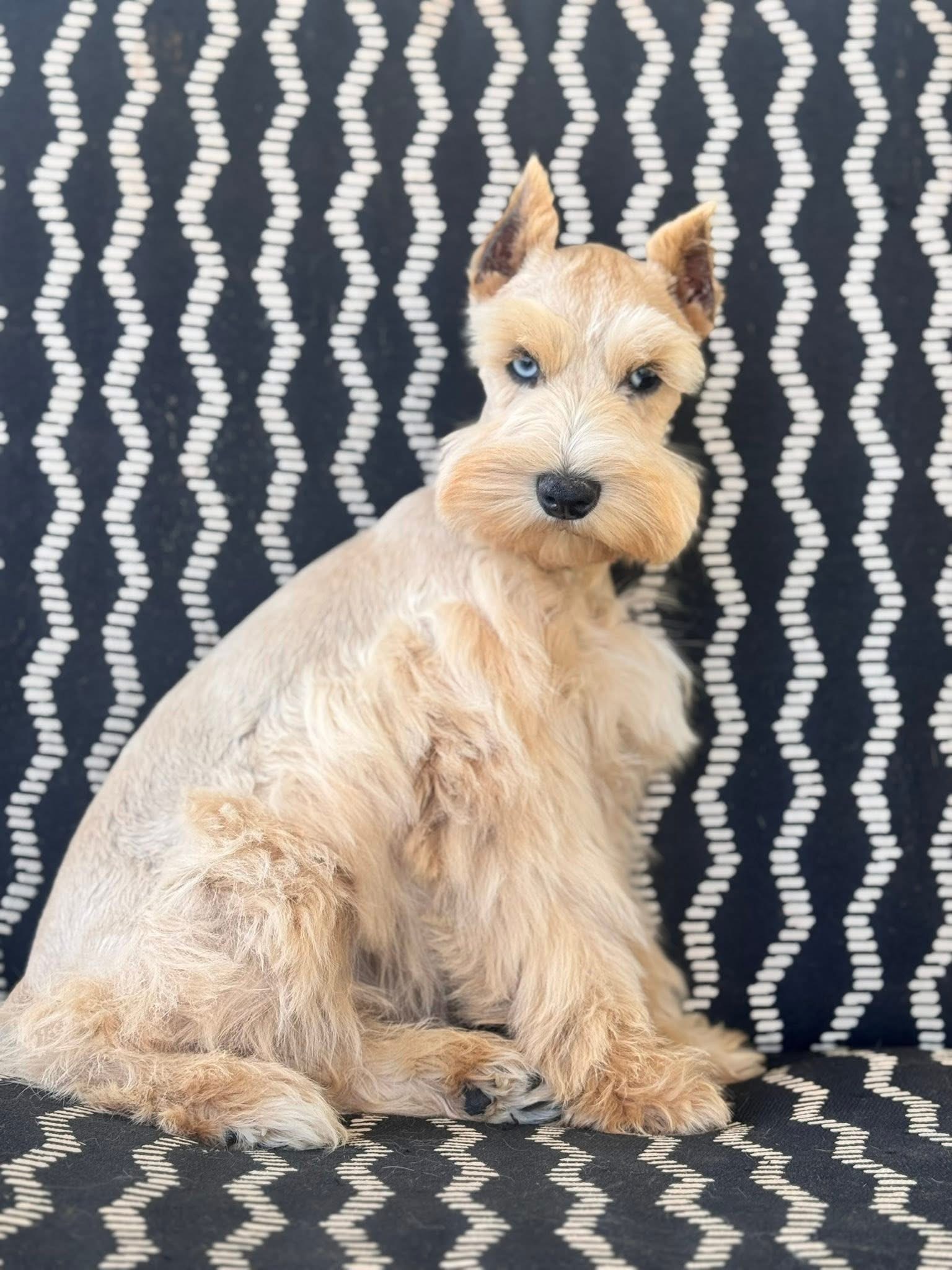 Barbie sitting in side profile on a cushion against a black and cream patterned backdrop, showing her full wheaten coat and blue eyes