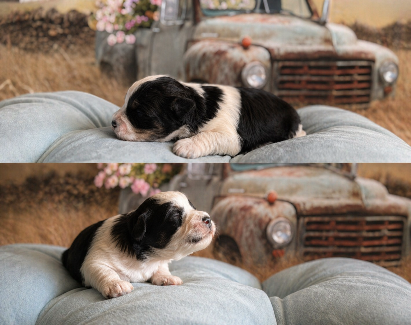 Reserved puppy from Barbie's litter