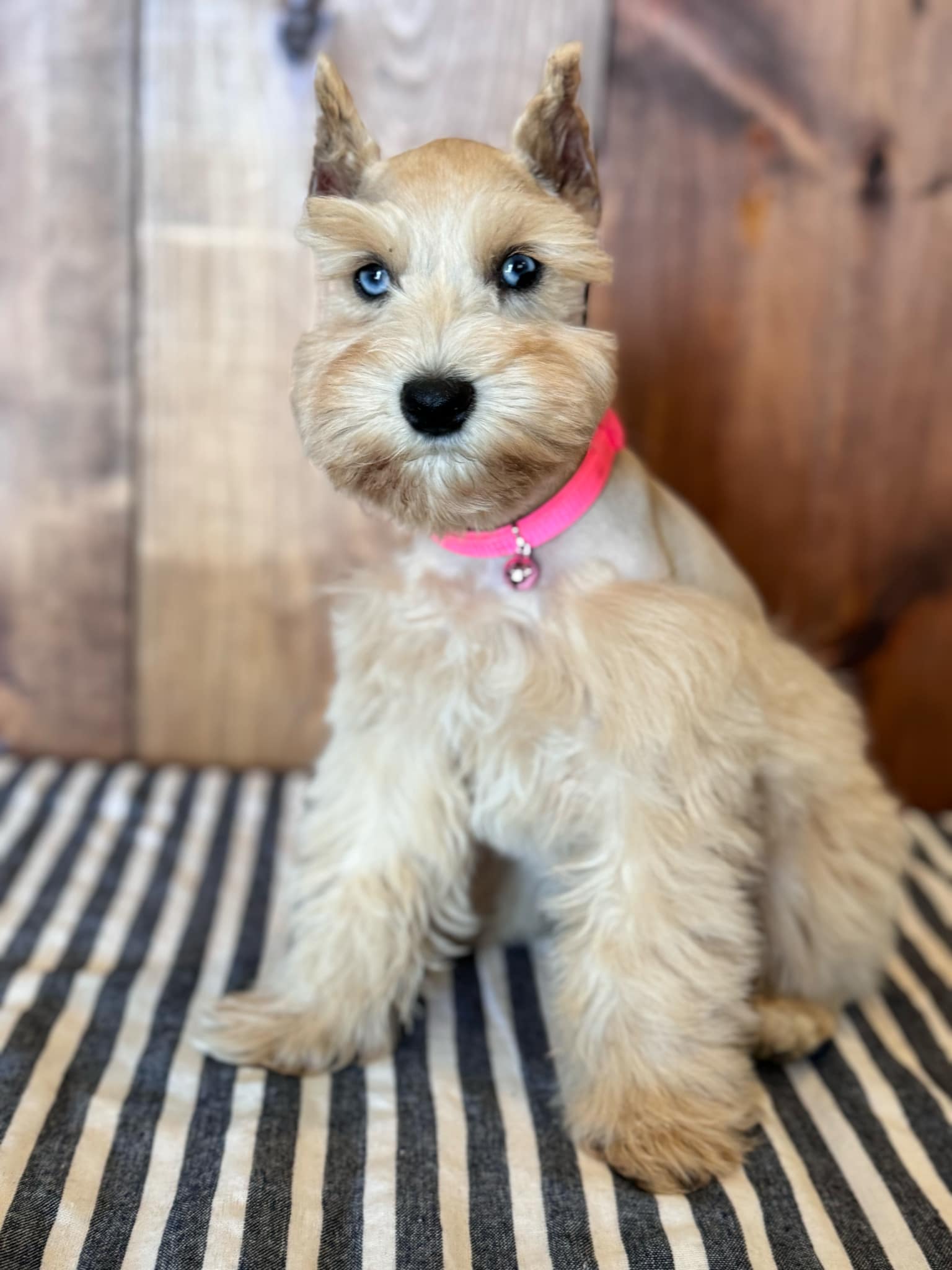 Barbie as a wheaten puppy with a bright pink collar, sitting on a black and cream striped cushion against a wooden backdrop