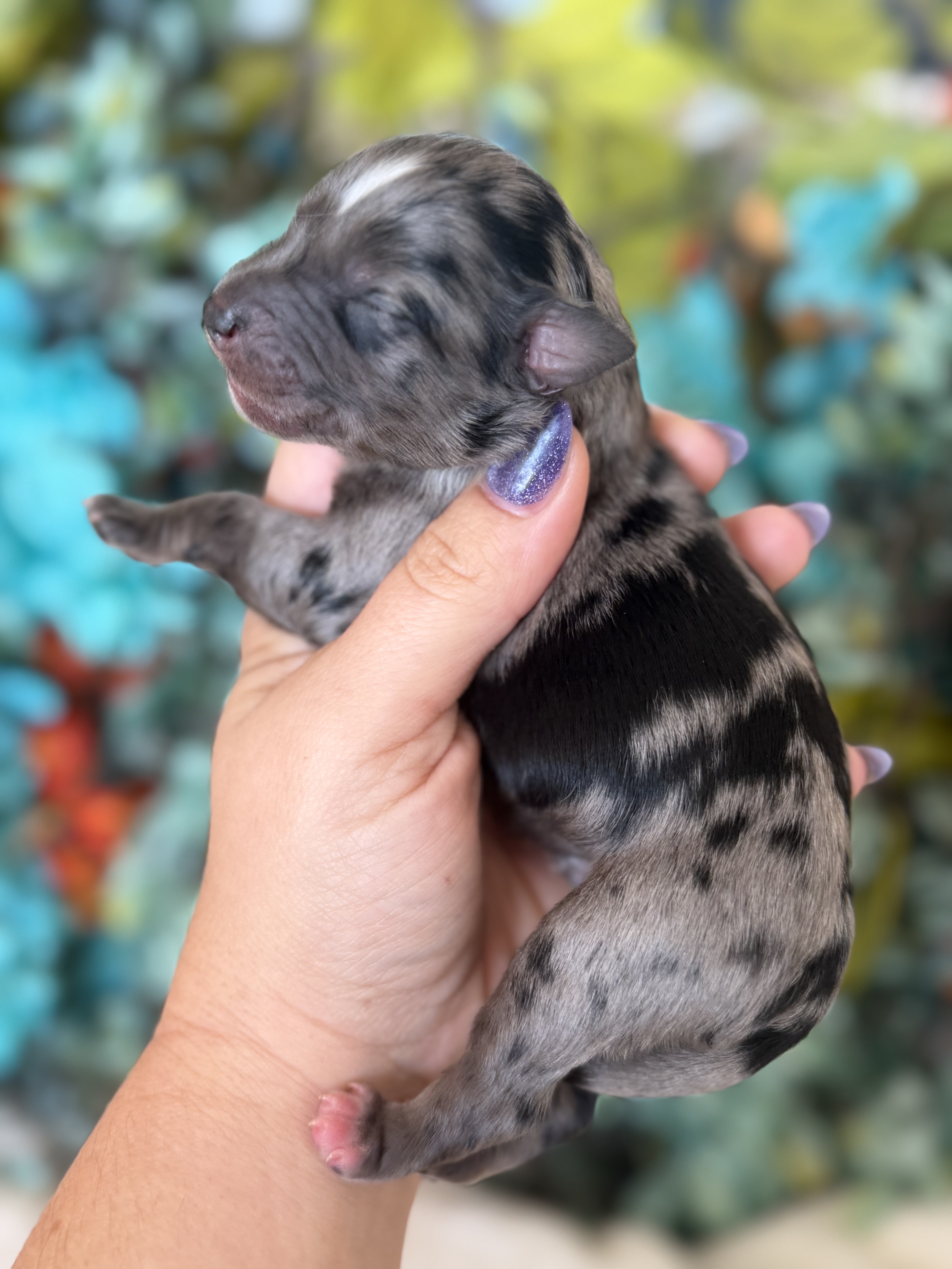 Banjo, puppy 3 from Barbie and Ringo's fall litter, reserved