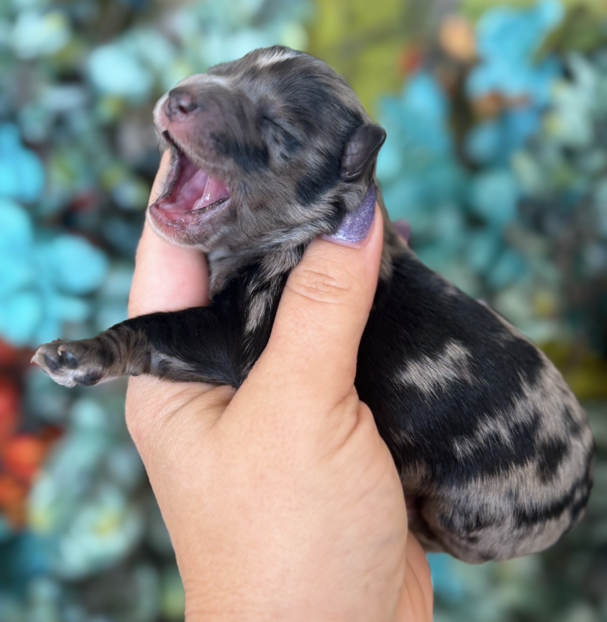 Bella, puppy 1 from Barbie and Ringo's fall litter, reserved