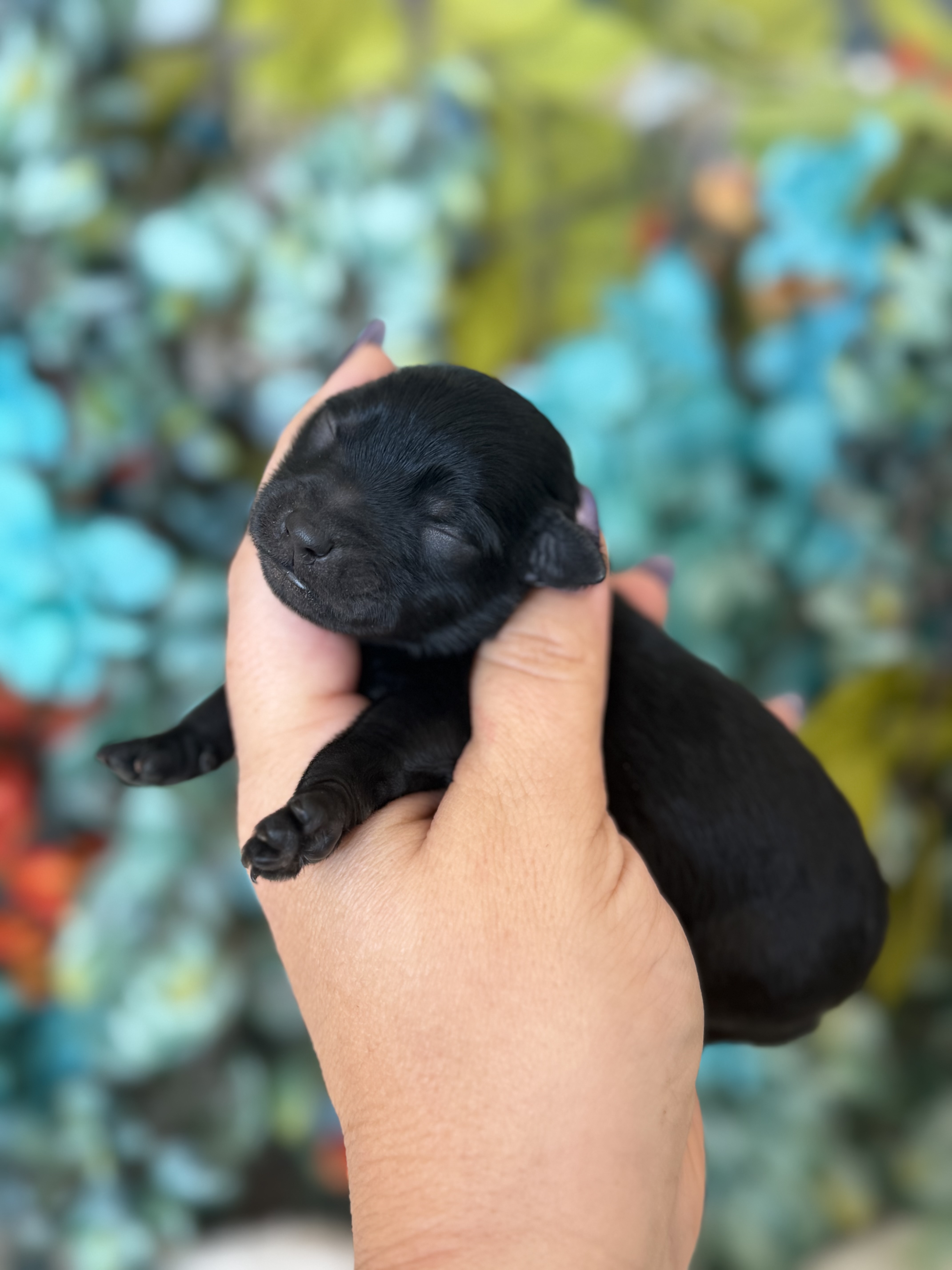 Benji, a solid black male puppy from Barbie and Ringo's fall litter, held in a hand