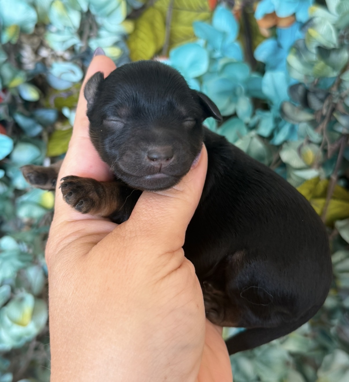 Charlie, a black and red male puppy from Barbie and Ringo's fall litter, curled up in a hand