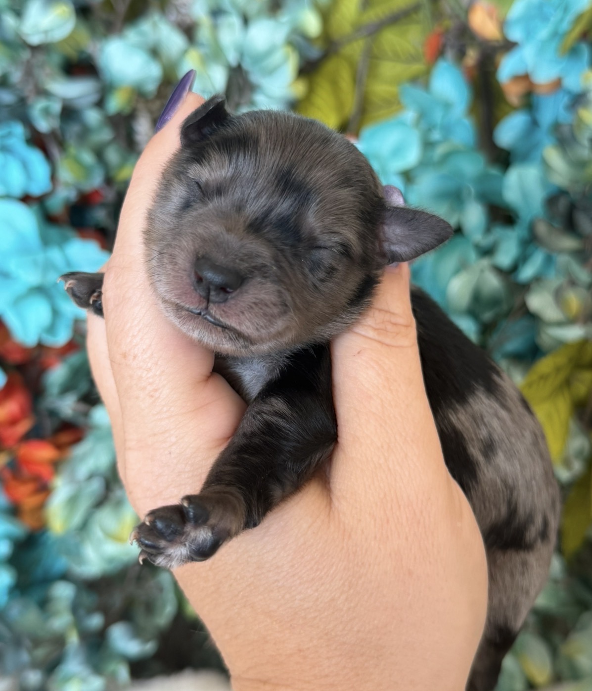 Rosie, puppy 4 from Barbie and Ringo's fall litter, reserved