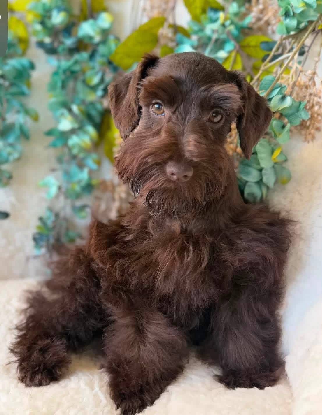 Coco, a liver schnauzer