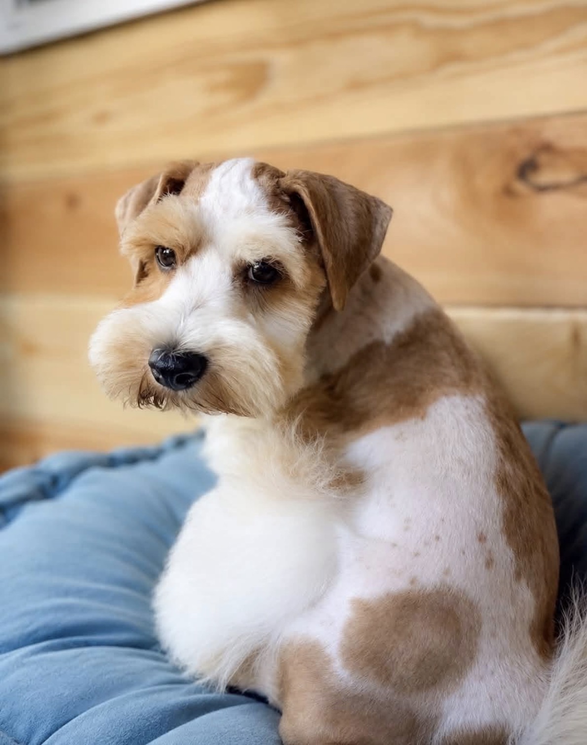 Cowboy, a red parti Miniature Schnauzer with warm red patches and delicate ticking, sitting on a blue cushion