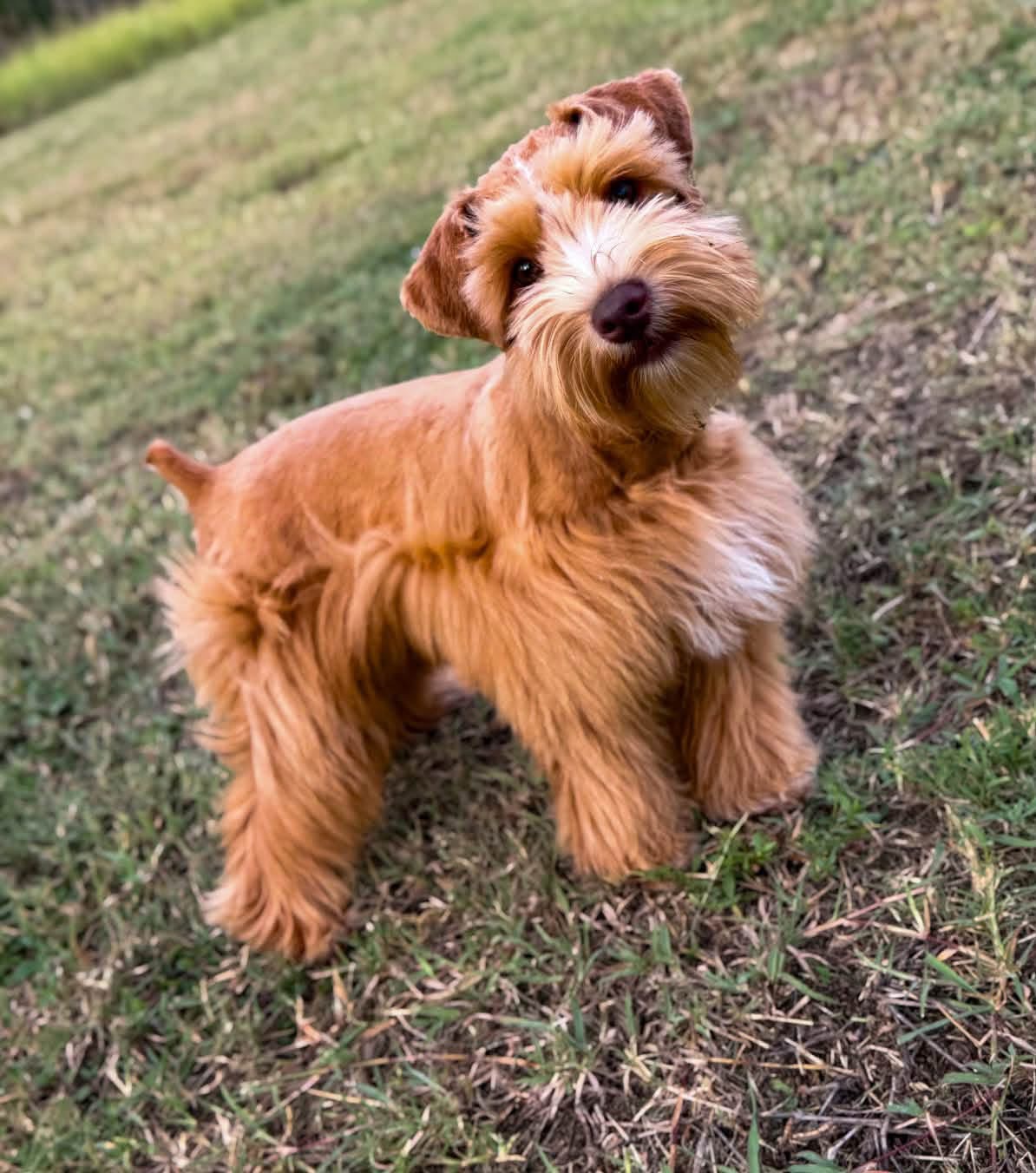 Cowboy, a deep 9 out of 10 red schnauzer