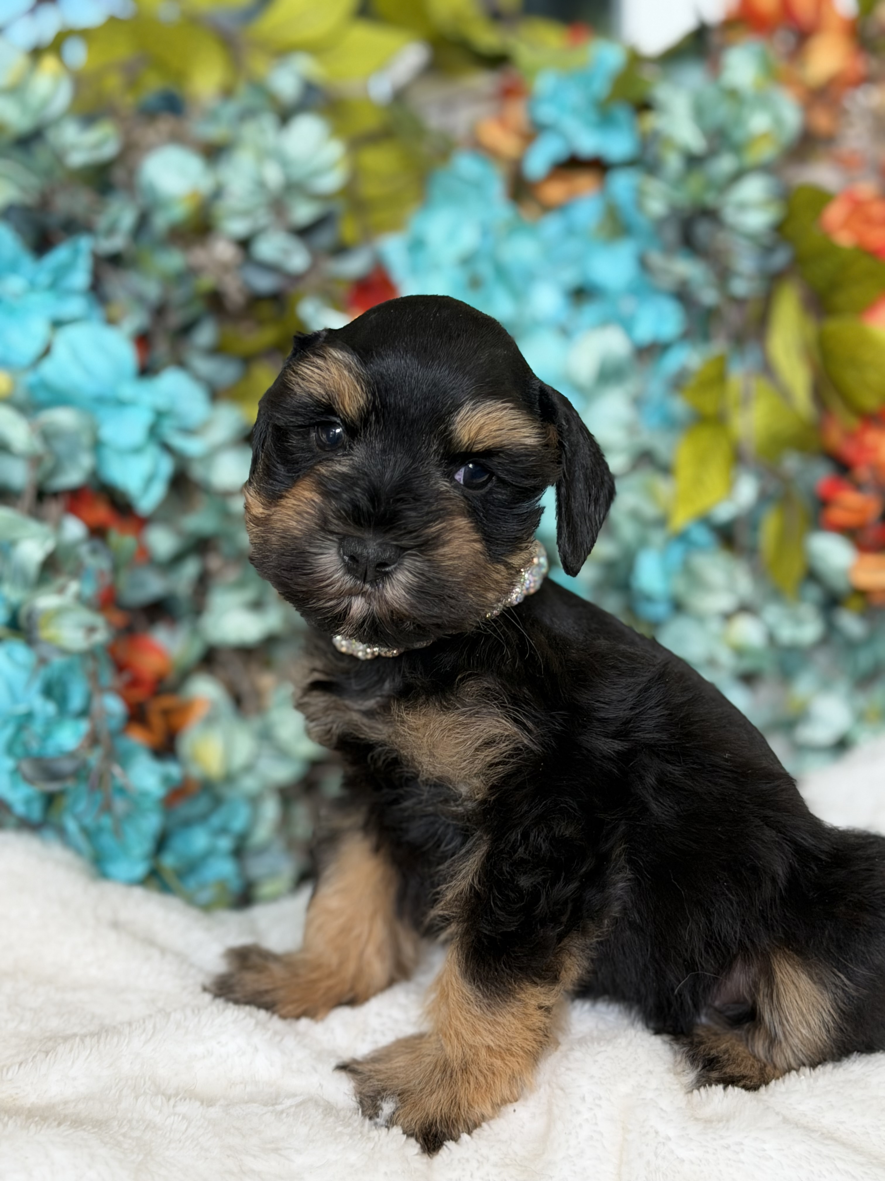 Dana, an available female puppy from Darla and Ferro's litter