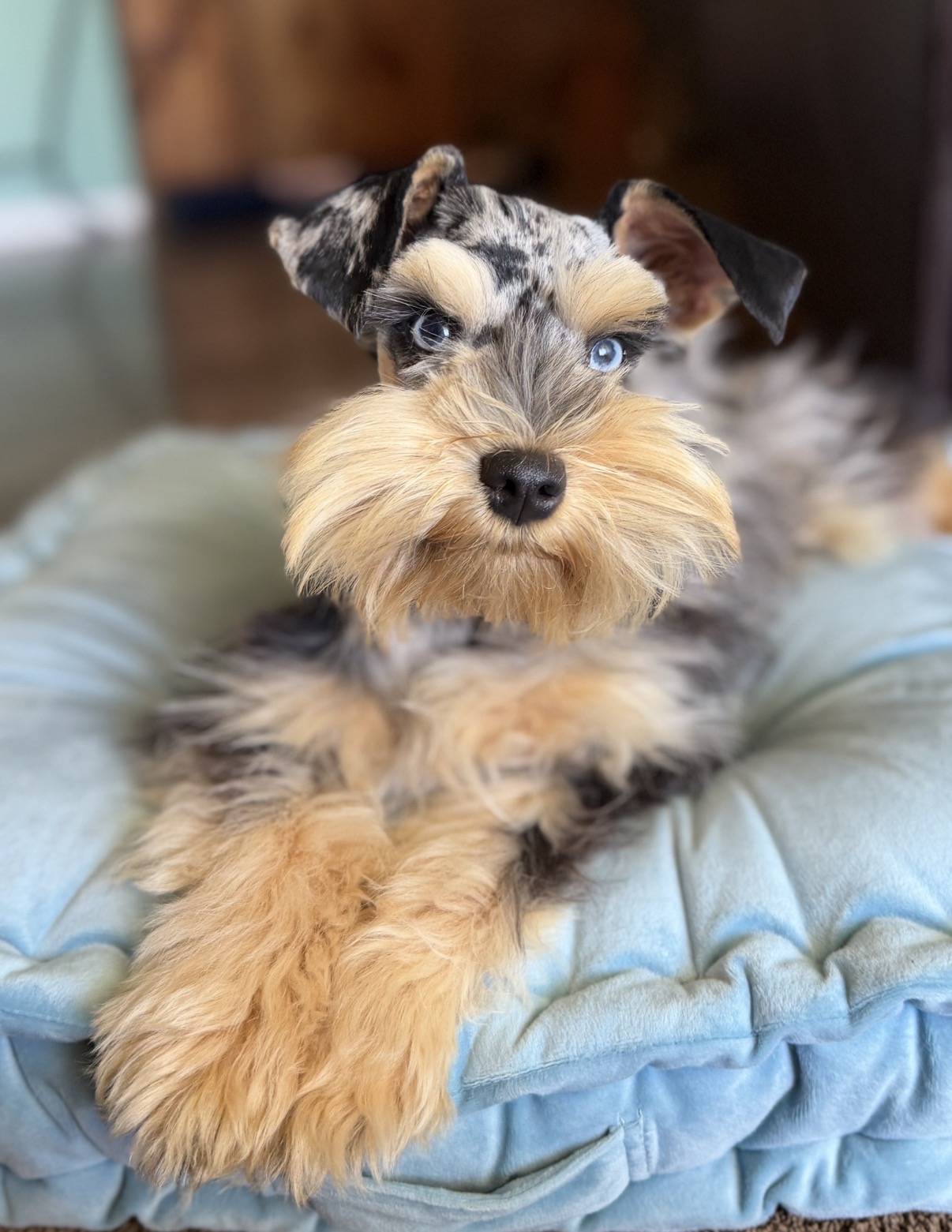 Darla, a merle harlequin rusty pointed Miniature Schnauzer with bright blue eyes, a dappled silver and black coat, and warm rust markings on her face and legs