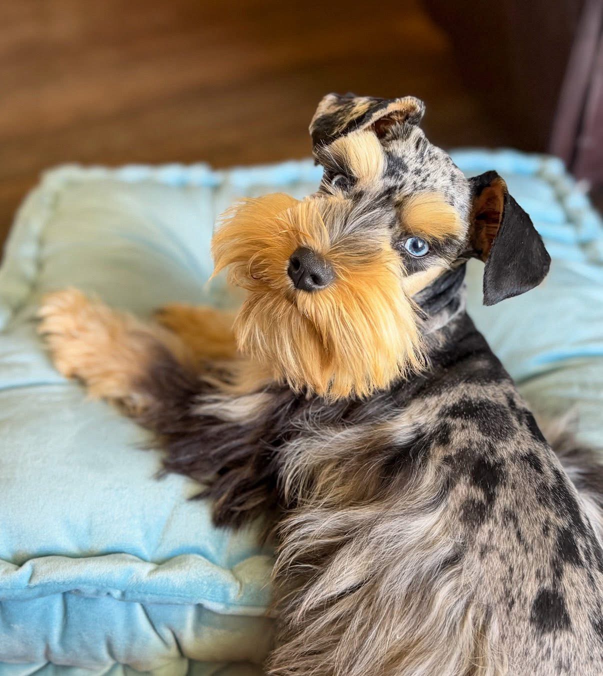 Darla