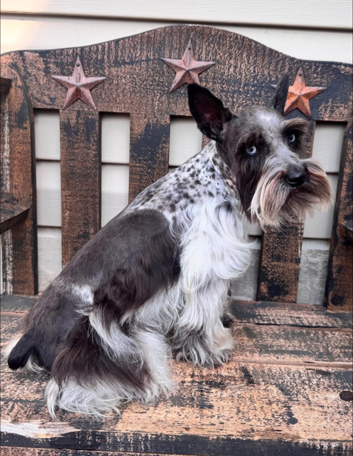 Dottie sitting on a rustic wooden bench with rust-colored stars, showing her black parti roan body and long flowing coat