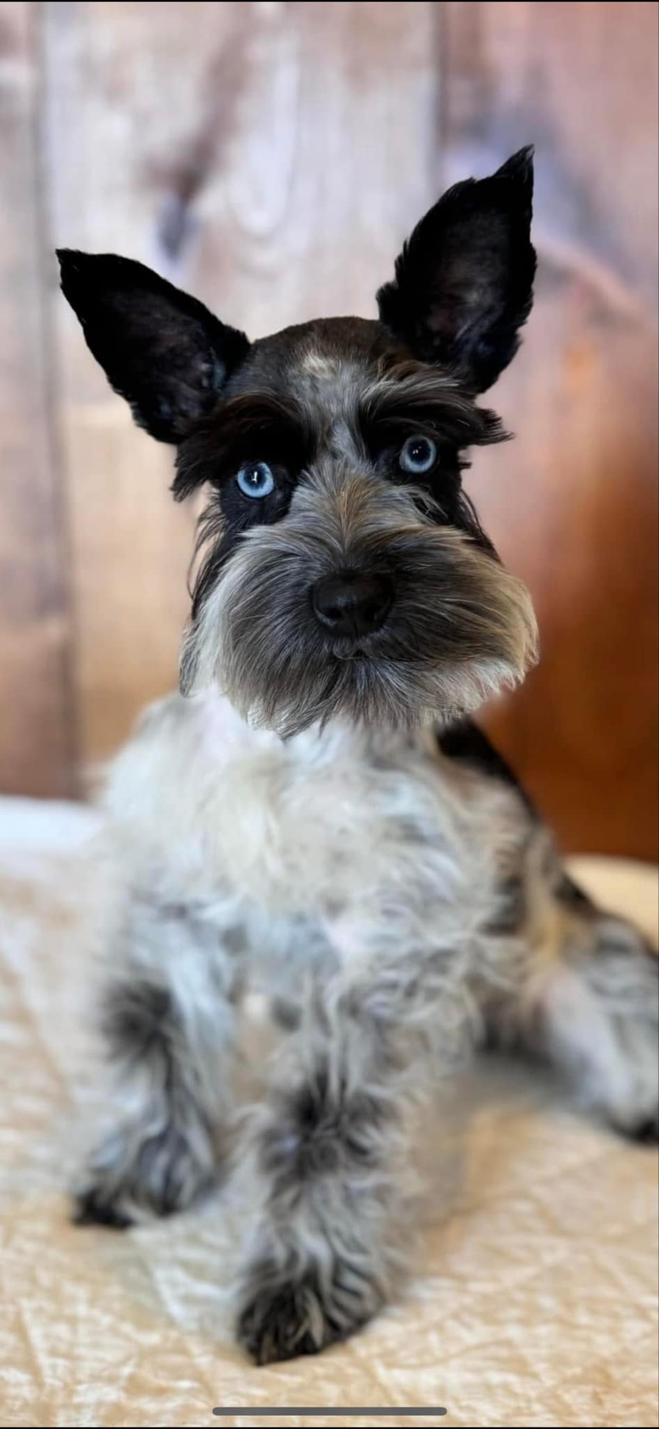 Dottie