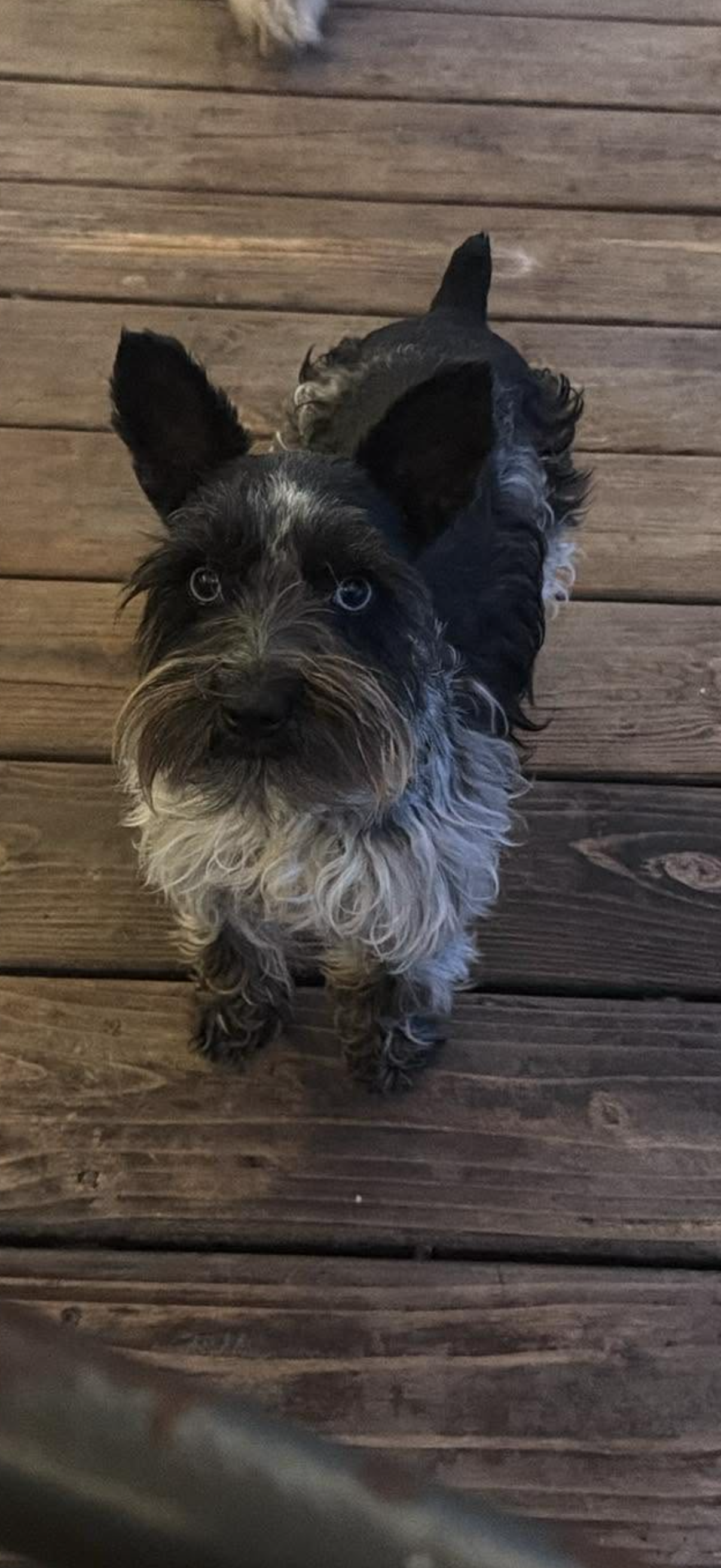 Overhead view of Dottie standing on a wooden deck, looking up with her bright blue eyes and silver beard