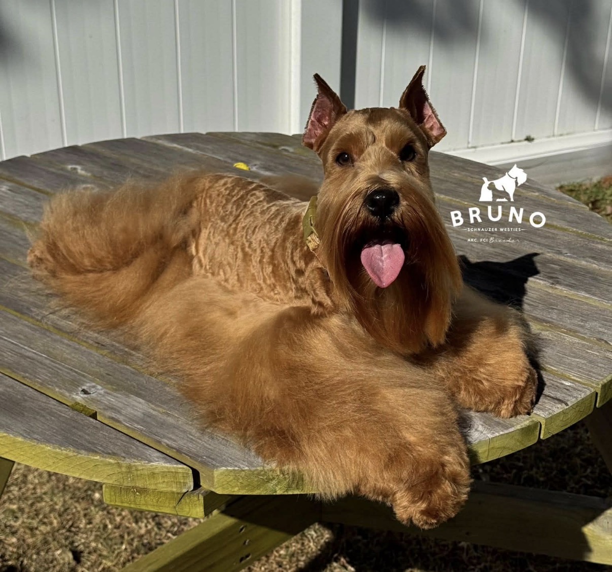 Ferro lying on a wooden picnic table with his tongue out, showing his rust coat, copper beard, and bright expression