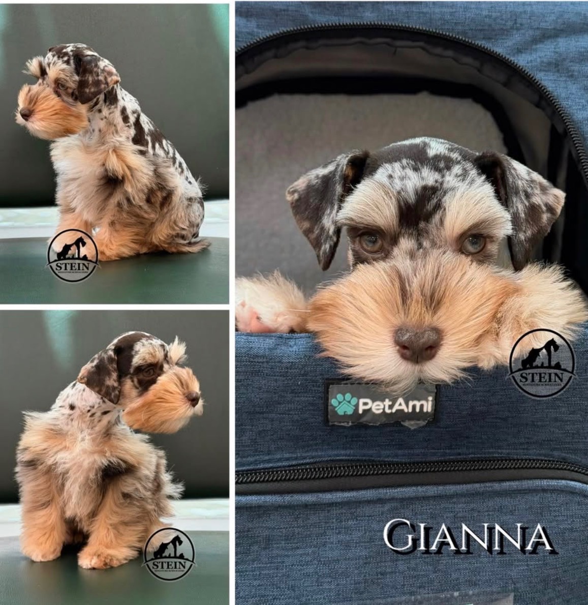 A collage of Gianna showing her in side profile on a dark green bench and peeking out of a pet carrier, highlighting her liver merle patterning and rust points