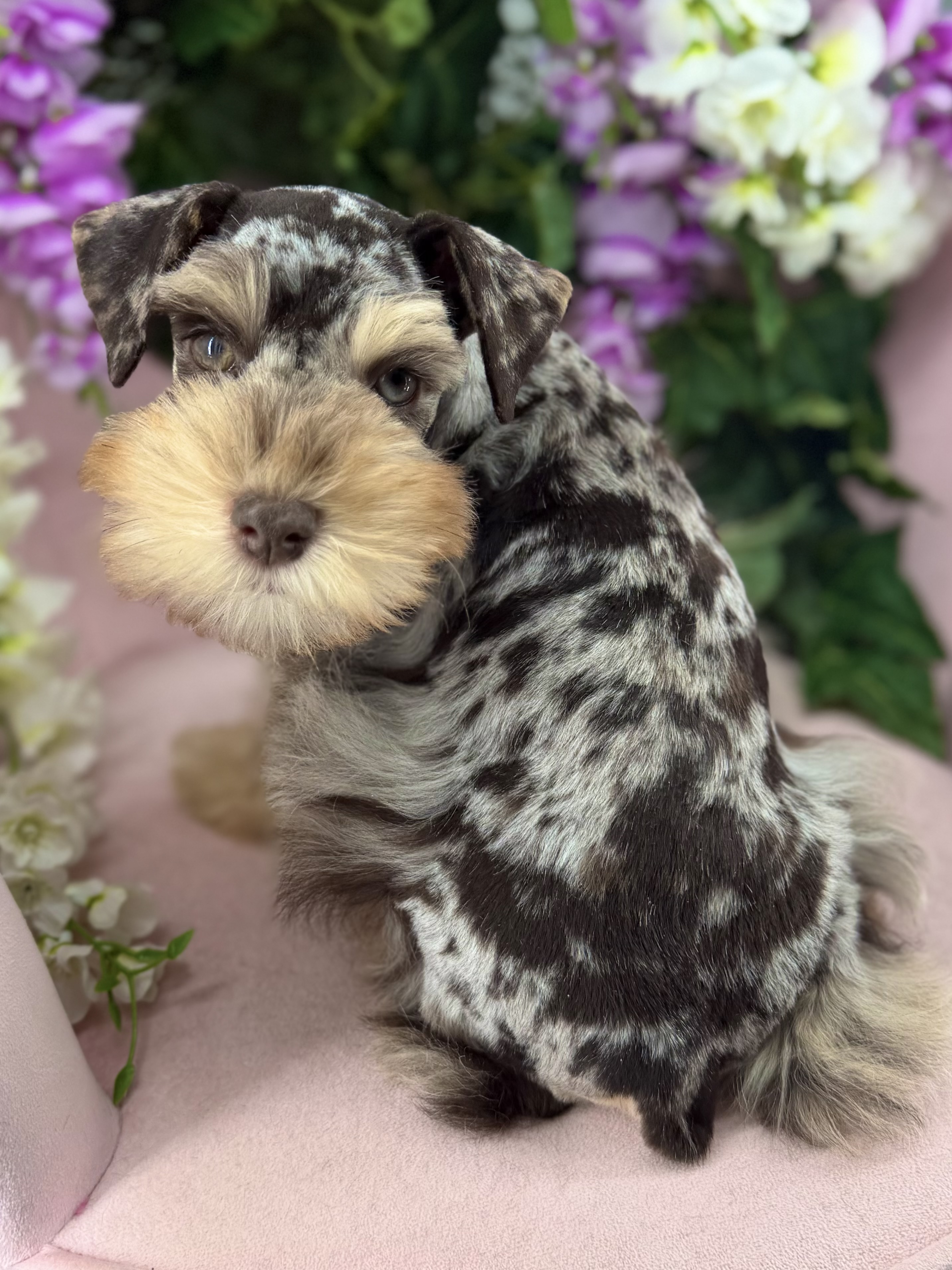 Gianna sitting on a blush pink chair with a bouquet of purple and cream flowers behind her, showing her full liver harlequin merle coat and rust beard