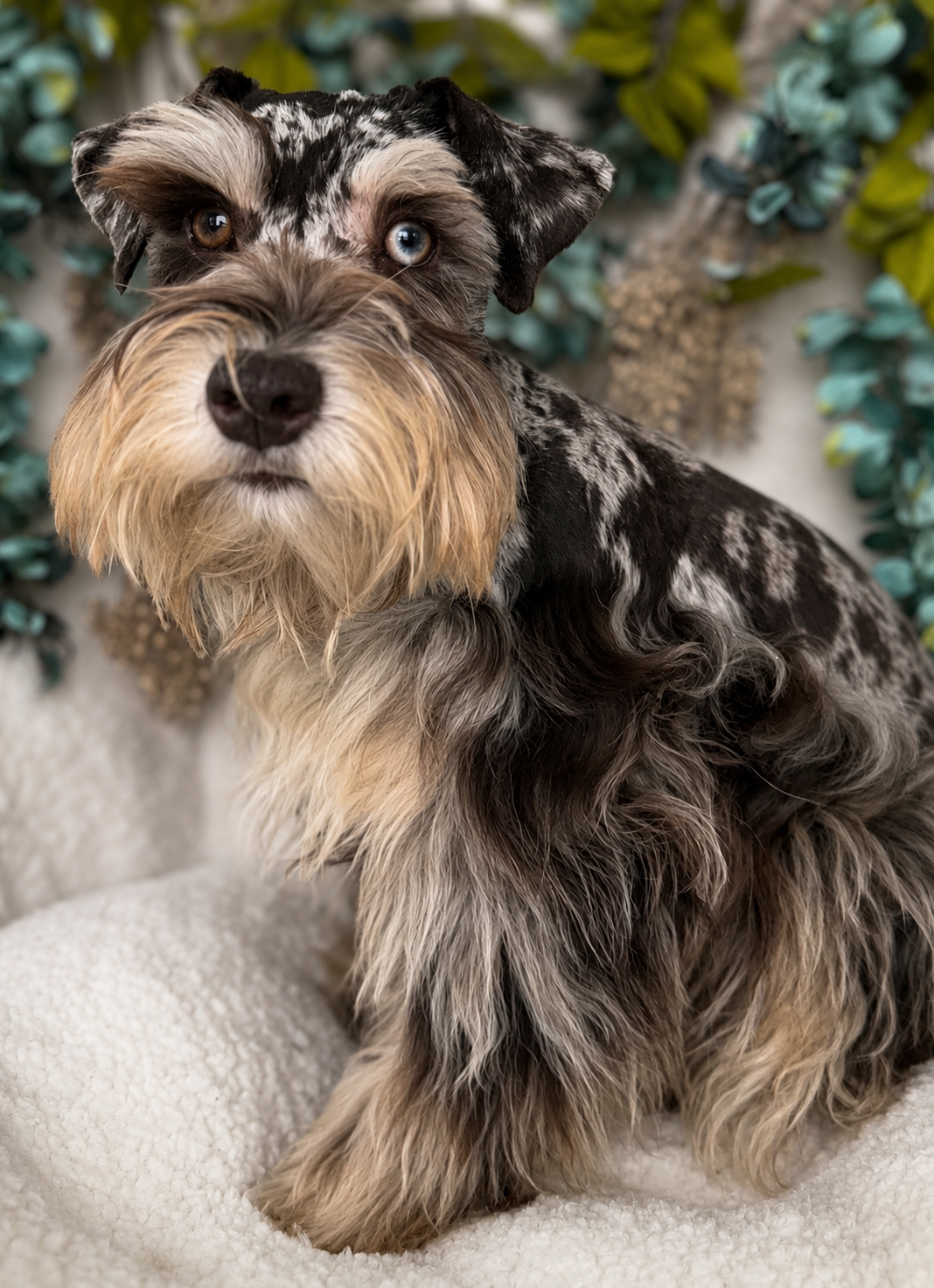 Gianna seated on a cream chair with her liver merle coat, pale copper beard, and blue and brown eyes in view