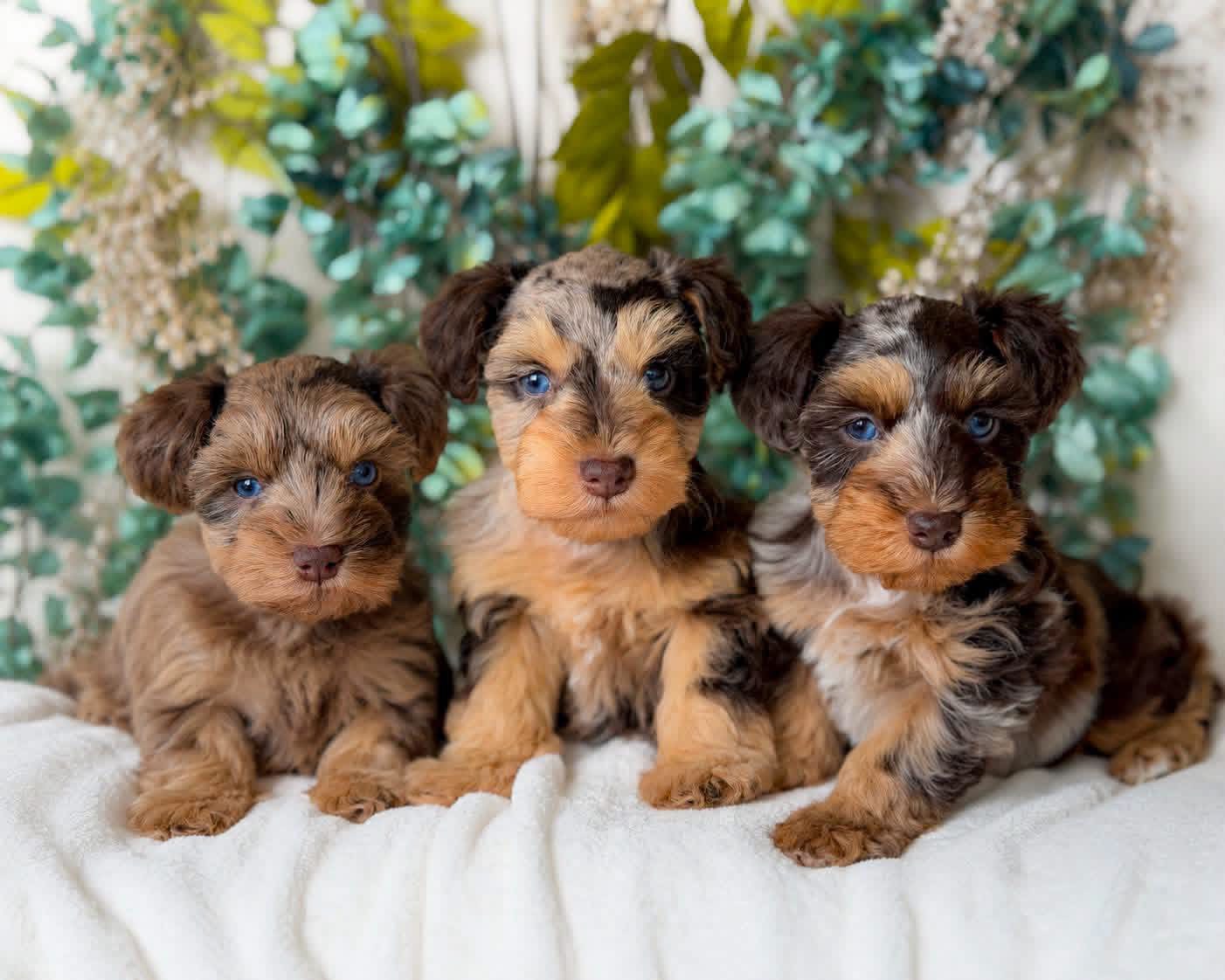 Three brown and tan Miniature Schnauzer puppies with blue eyes sitting together on a white blanket in front of greenery