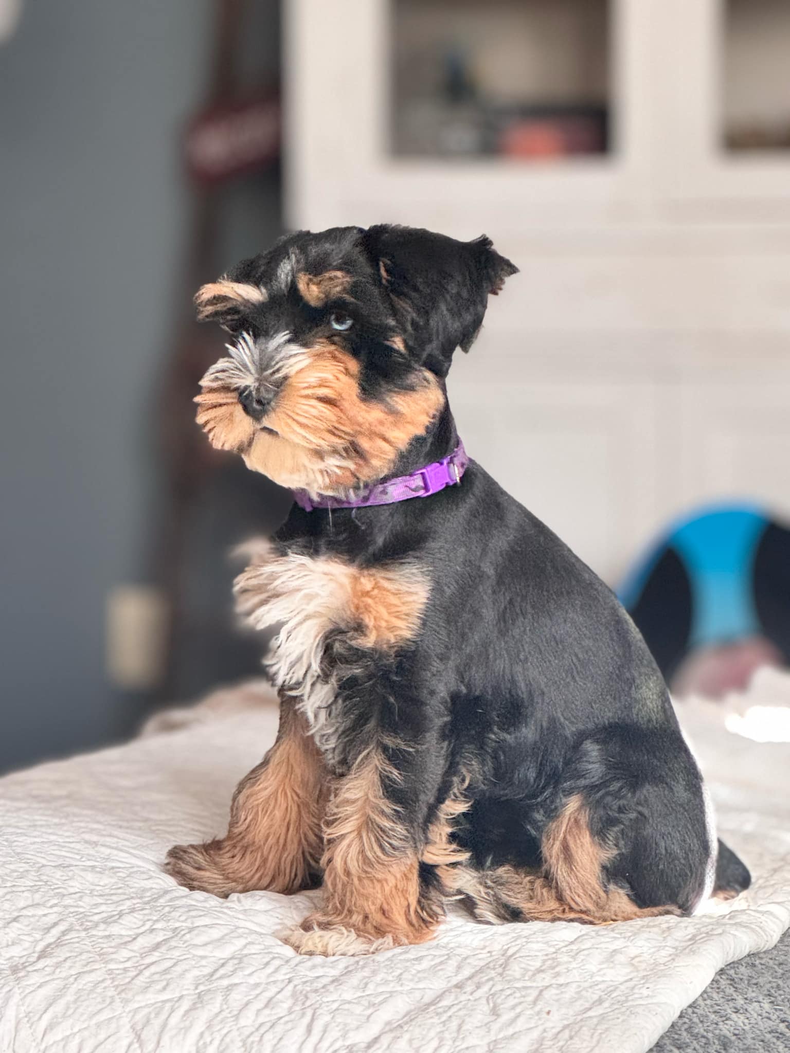 Lilly sitting on a black and cream chevron-patterned bench, showing her full black and rust coat and long silver-tipped beard