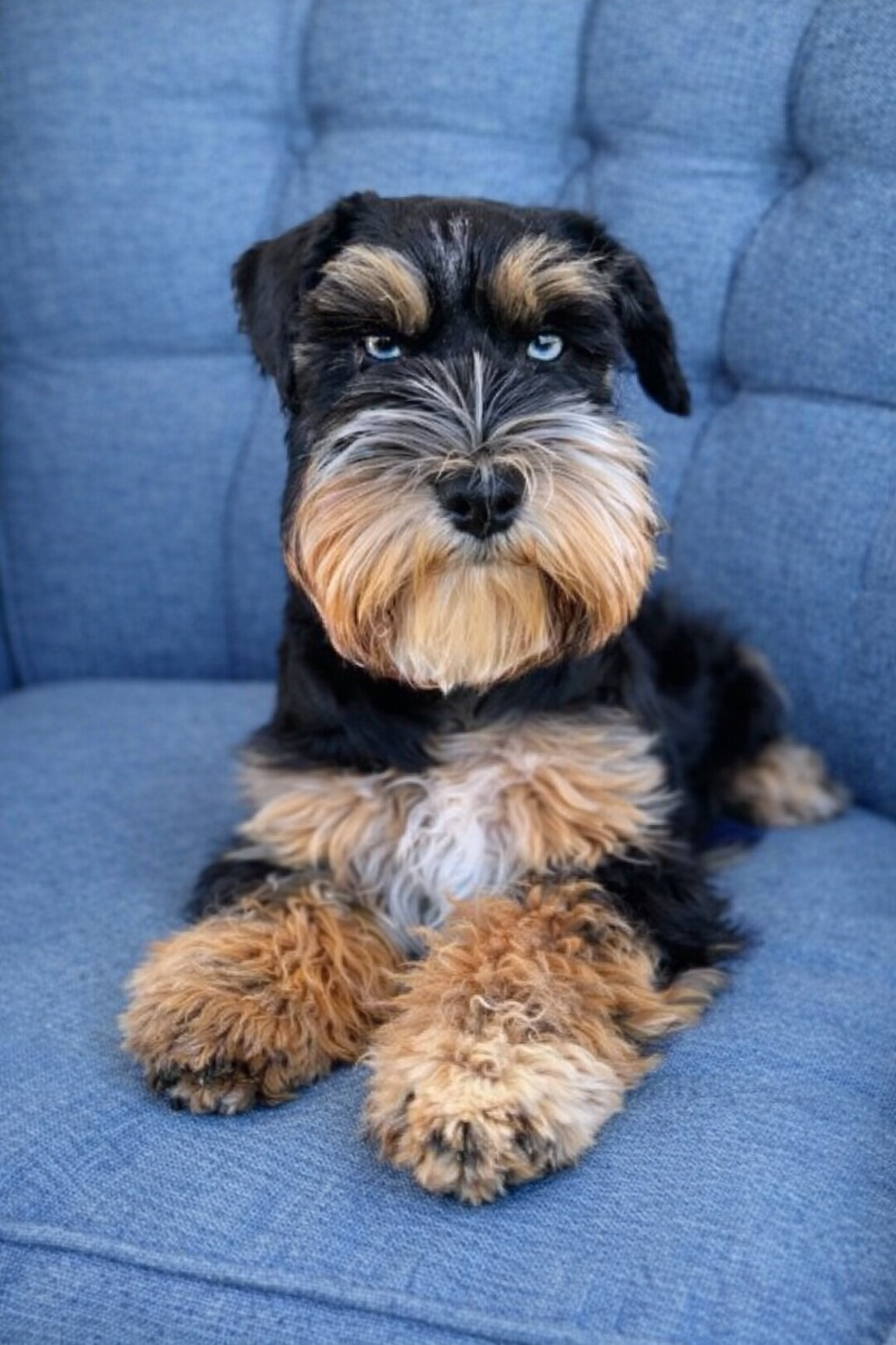 Lilly in side profile wearing a purple collar, showing her glossy black back, rust legs and chest, and bright blue eye