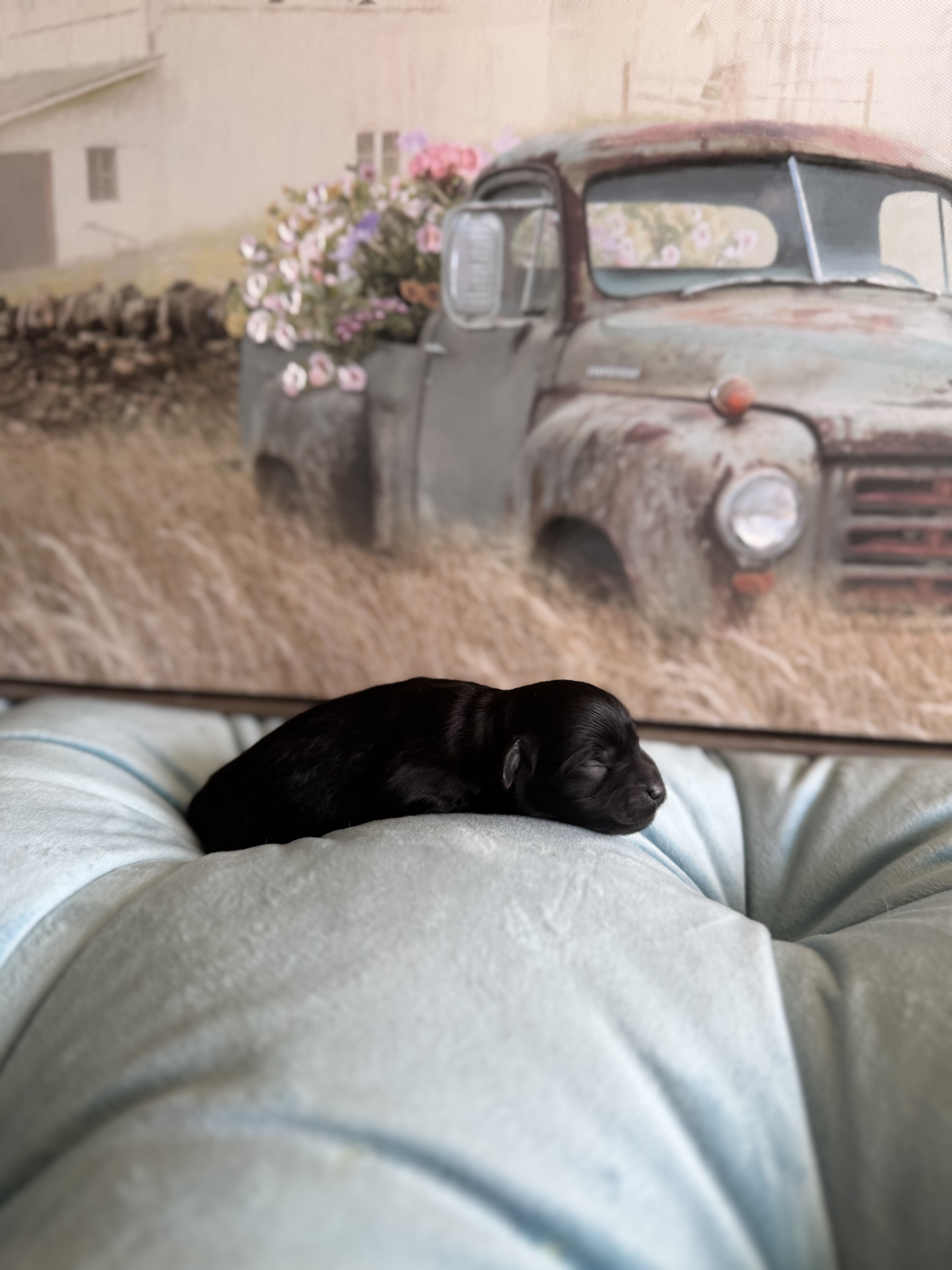 Reserved black male puppy from Lilly's litter