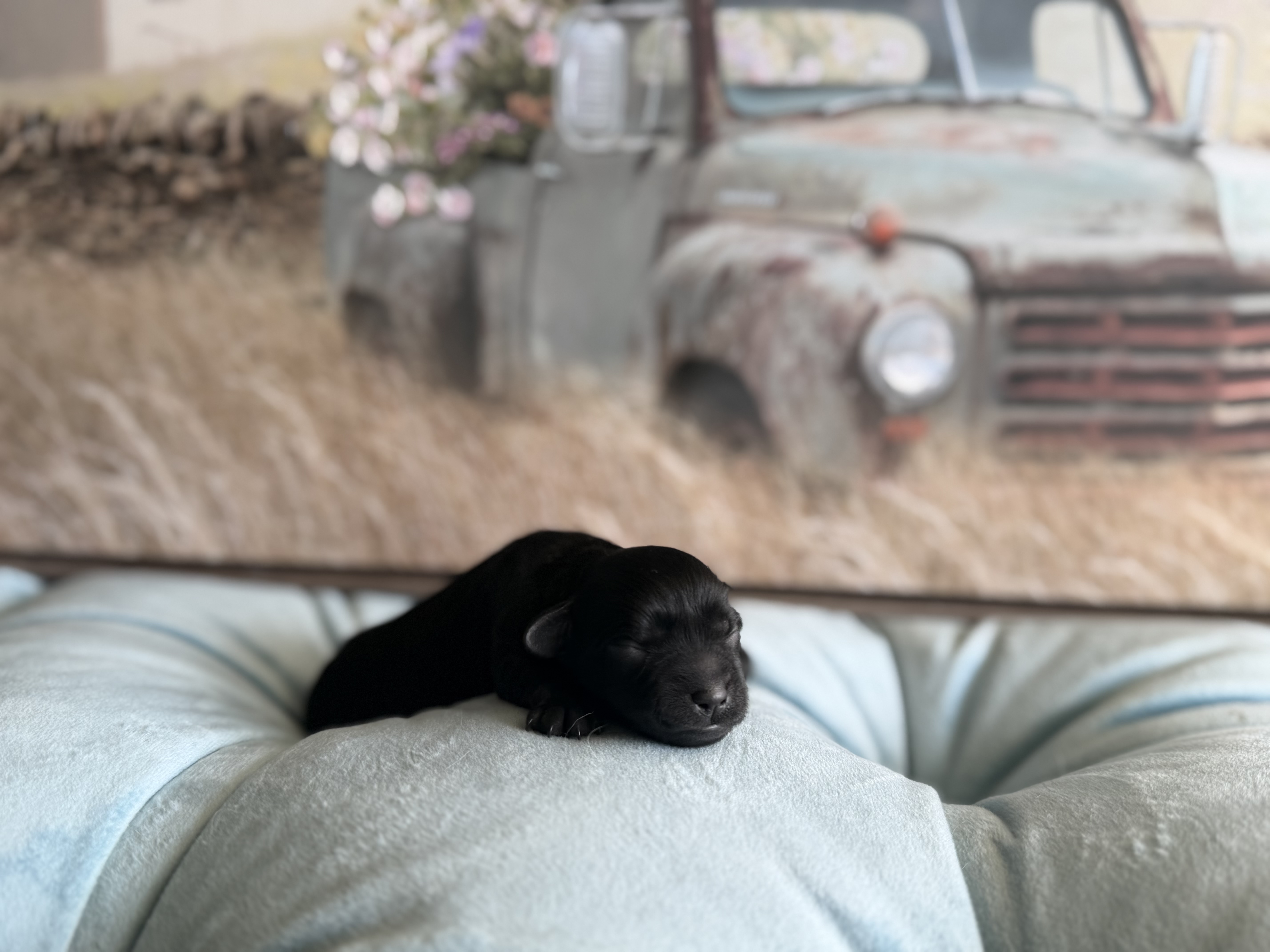 Reserved black male puppy from Lilly's litter