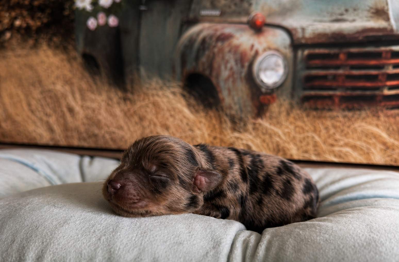 Merle puppy from Lilly's litter sleeping on a cushion