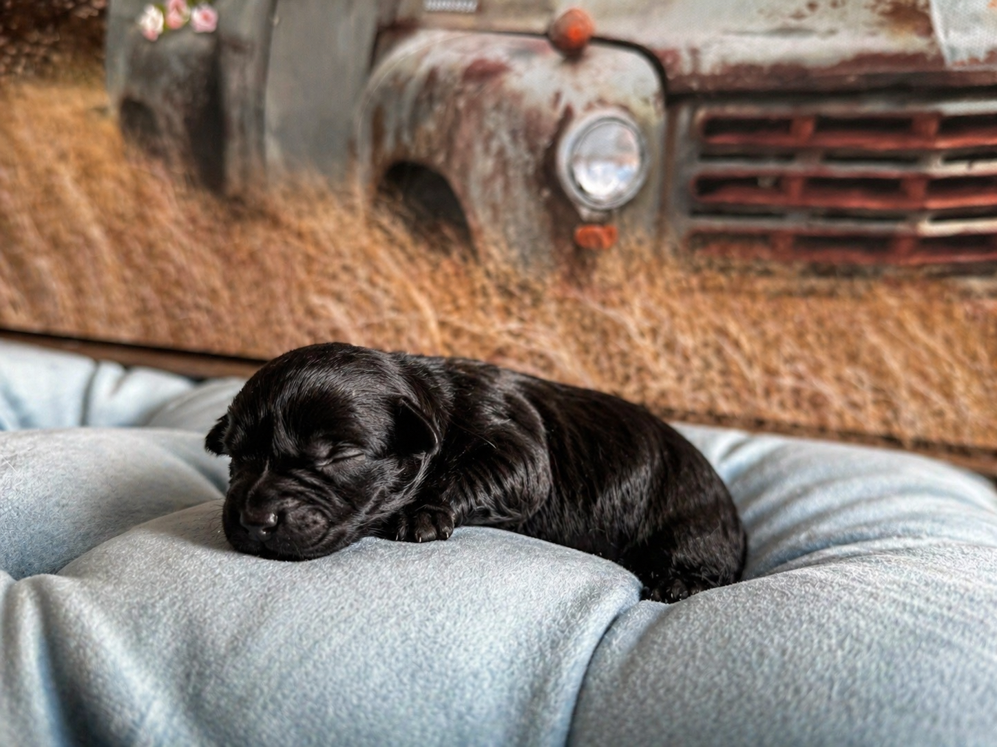 Black puppy from Lilly's litter sleeping on a cushion