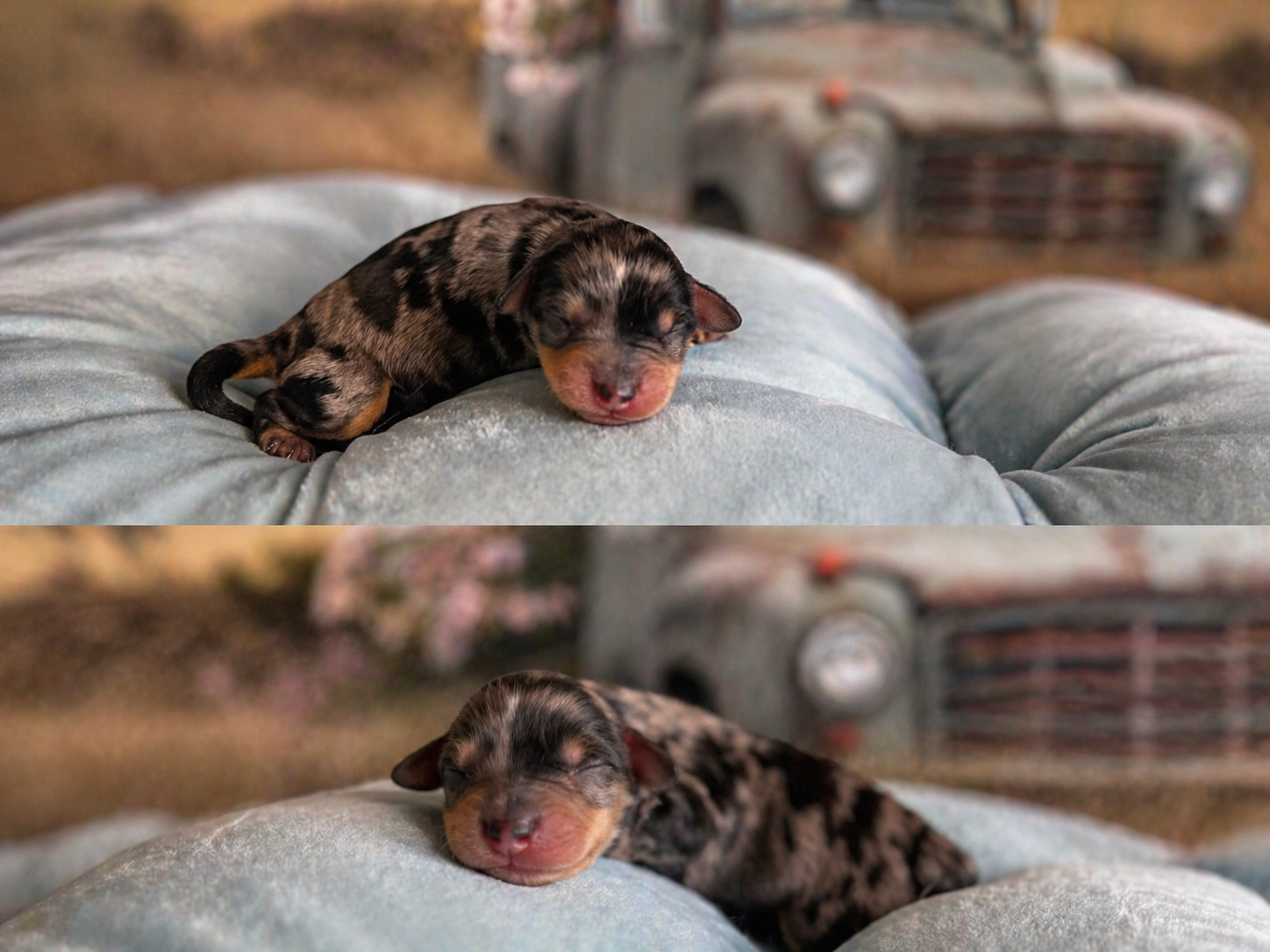 Merle puppy siblings from Lilly's litter