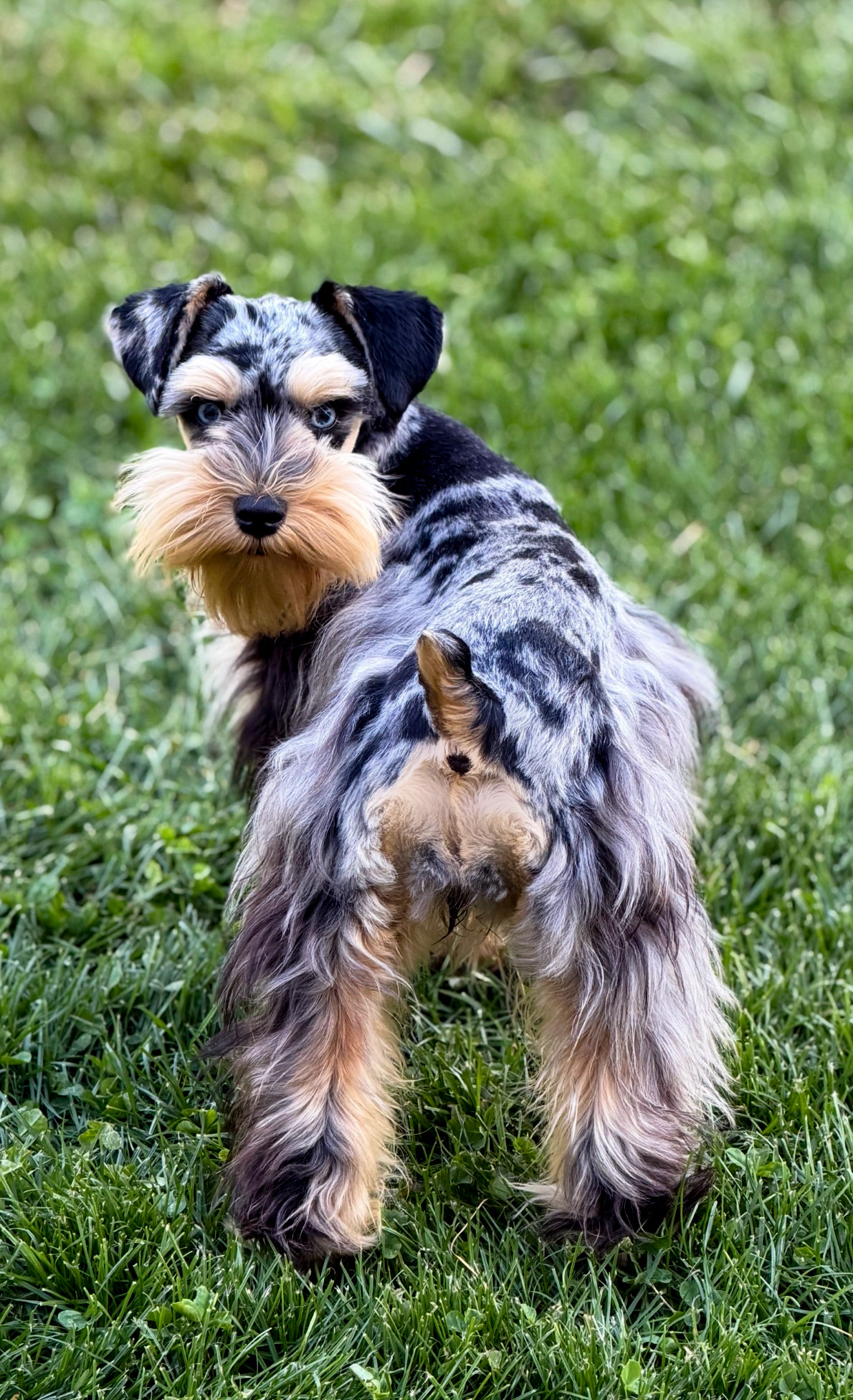 A striking merle Miniature Schnauzer standing in the grass
