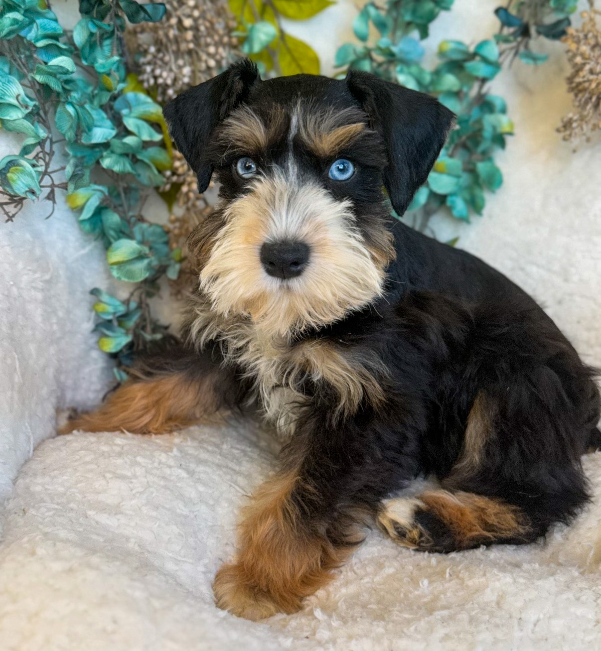 Miss Lainey, a tri-color Miniature Schnauzer with ice-blue eyes, posing among teal flowers