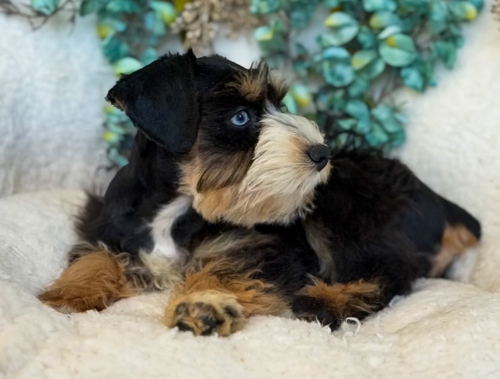 Miss Lainey reclining in side profile, showing her rich black, white, and rust coloring