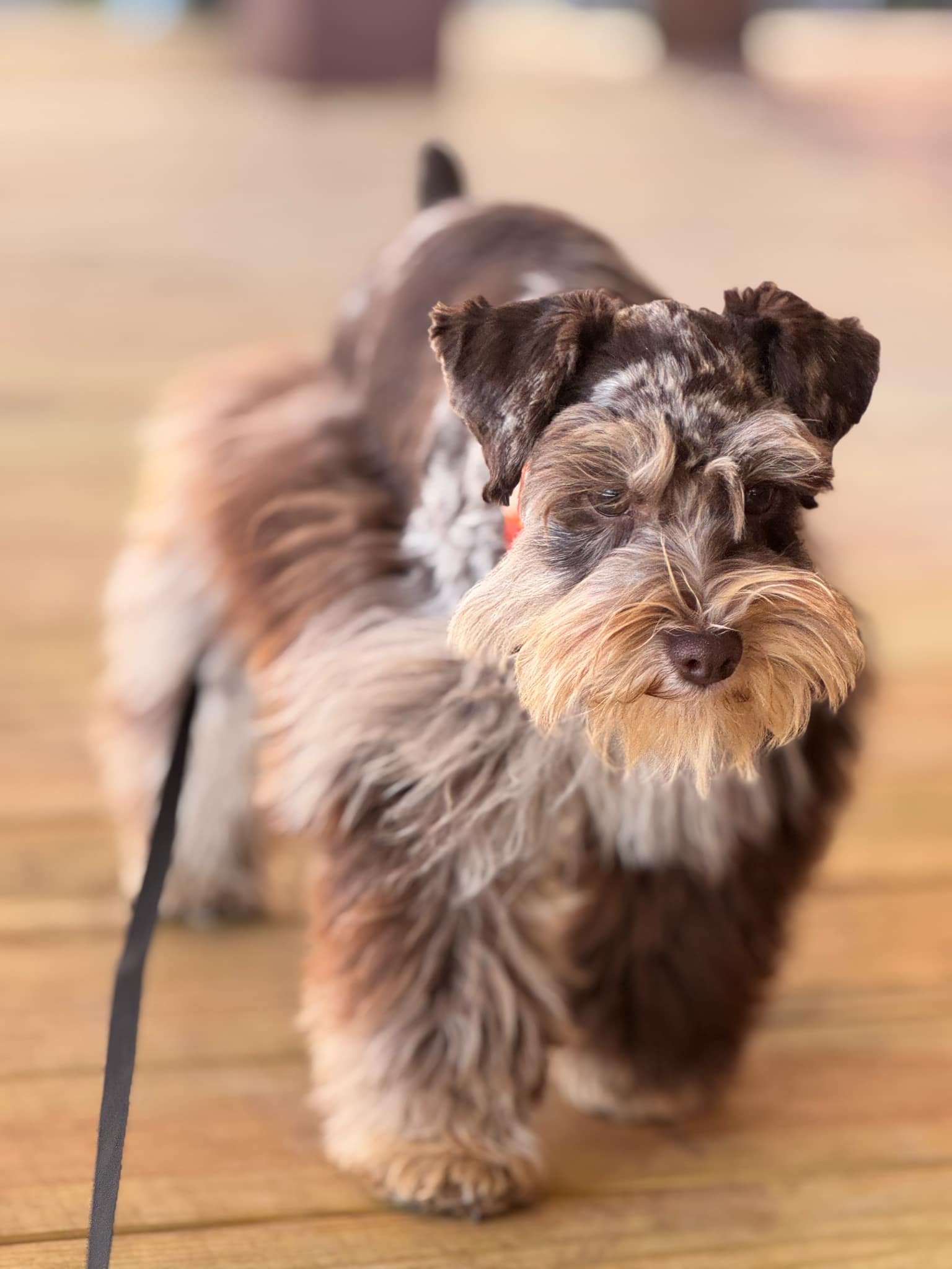 Close-up of Moo Moo’s face showing her soft beard and speckled liver merle markings