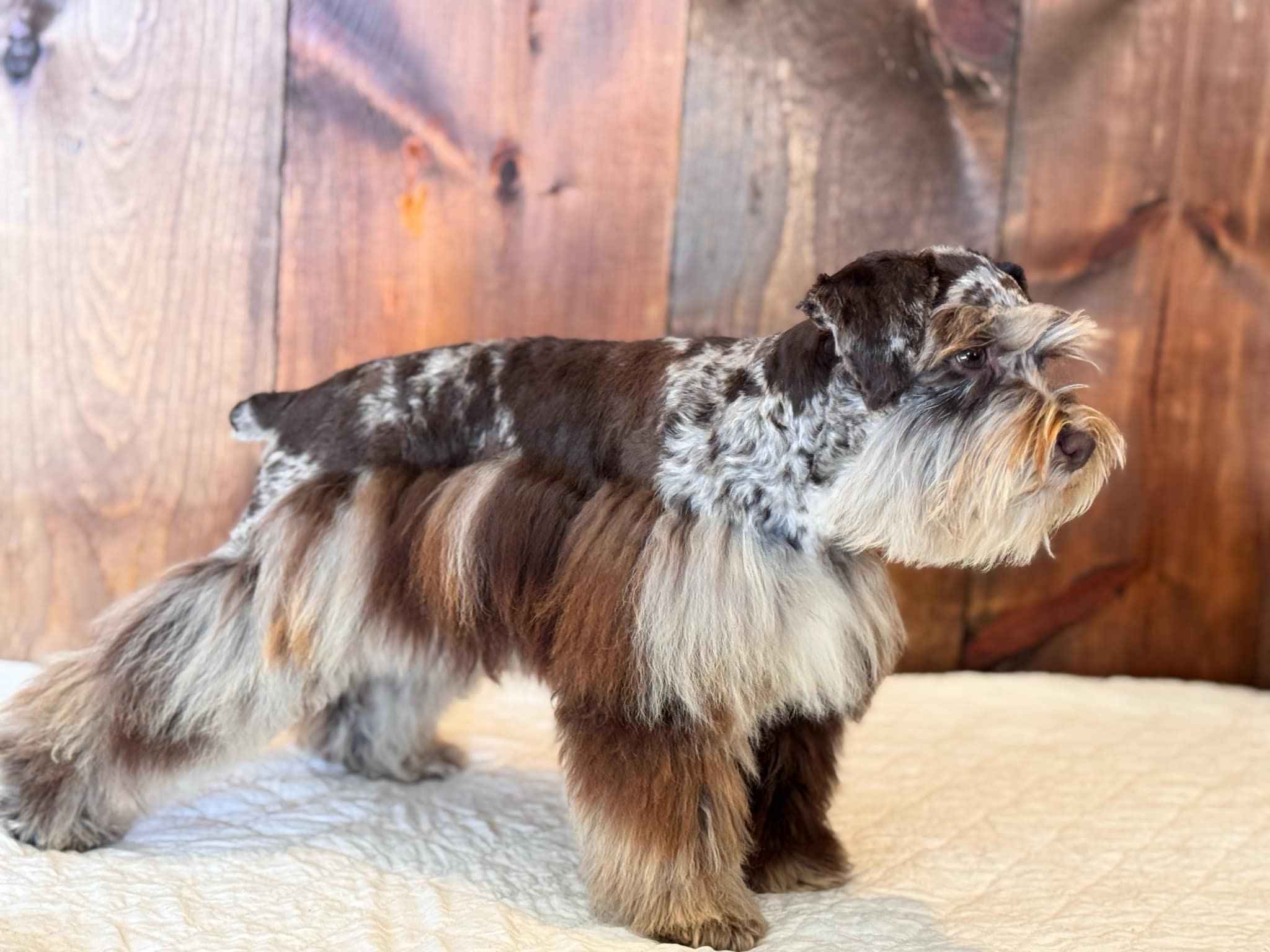 Moo Moo standing in side profile on a cream blanket against a warm wooden backdrop, showing her full liver merle harlequin pattern