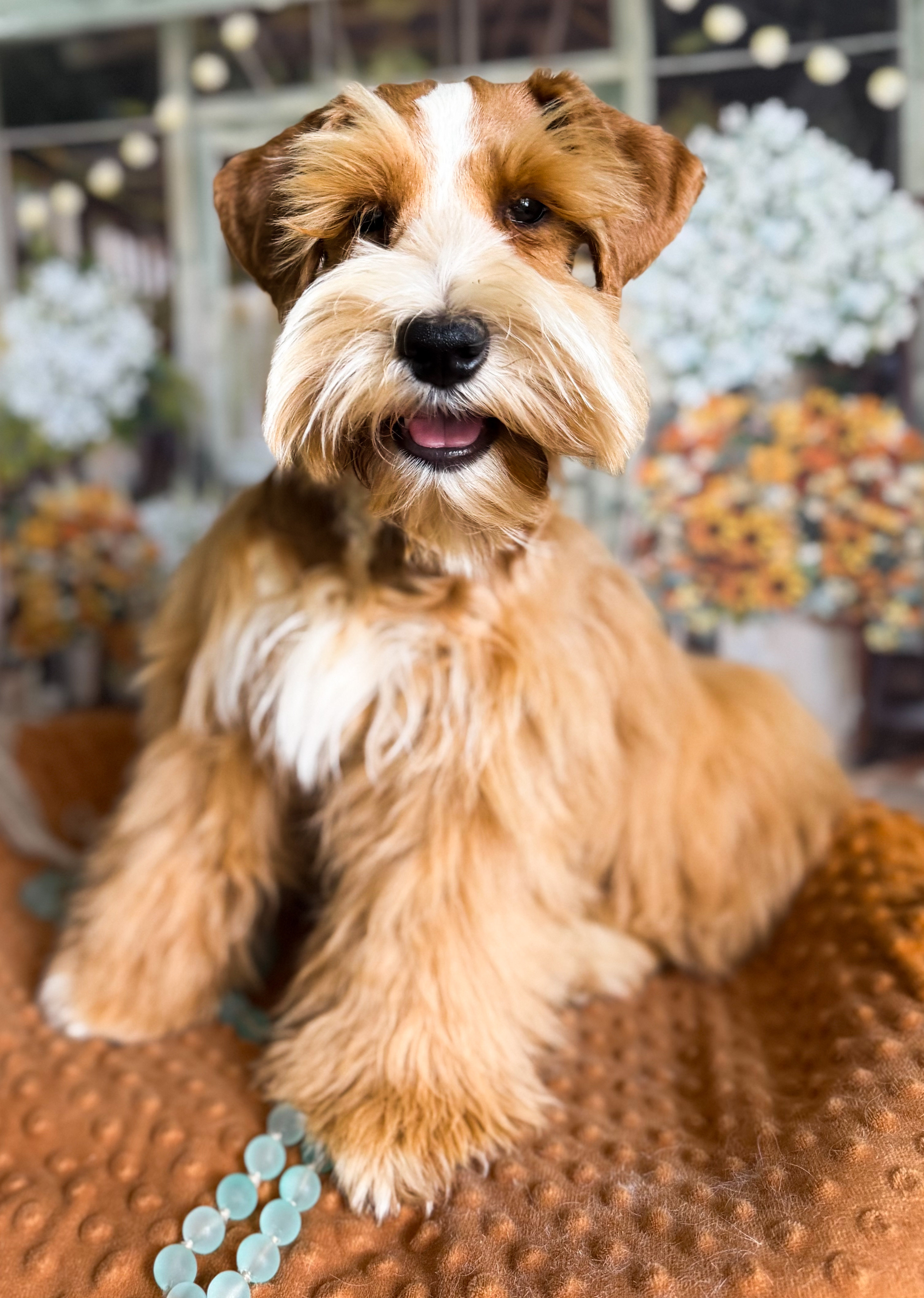 Moses, a red rust Miniature Schnauzer with warm copper coloring and a white chest, sitting against a floral backdrop