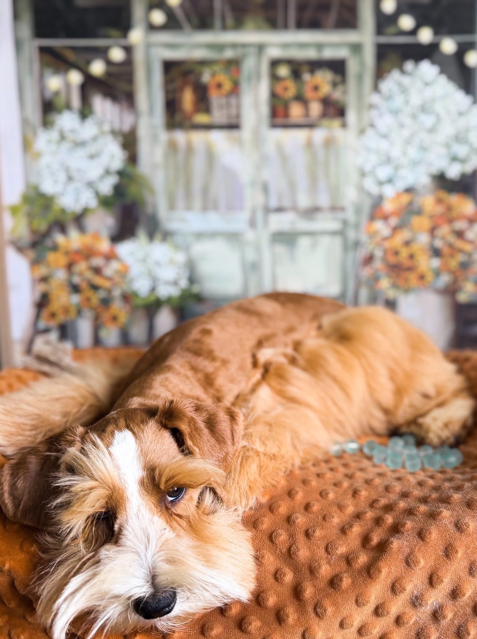 Moses lounging on a rust-colored blanket in front of a cabinet with autumn floral arrangements, showing his red rust coat