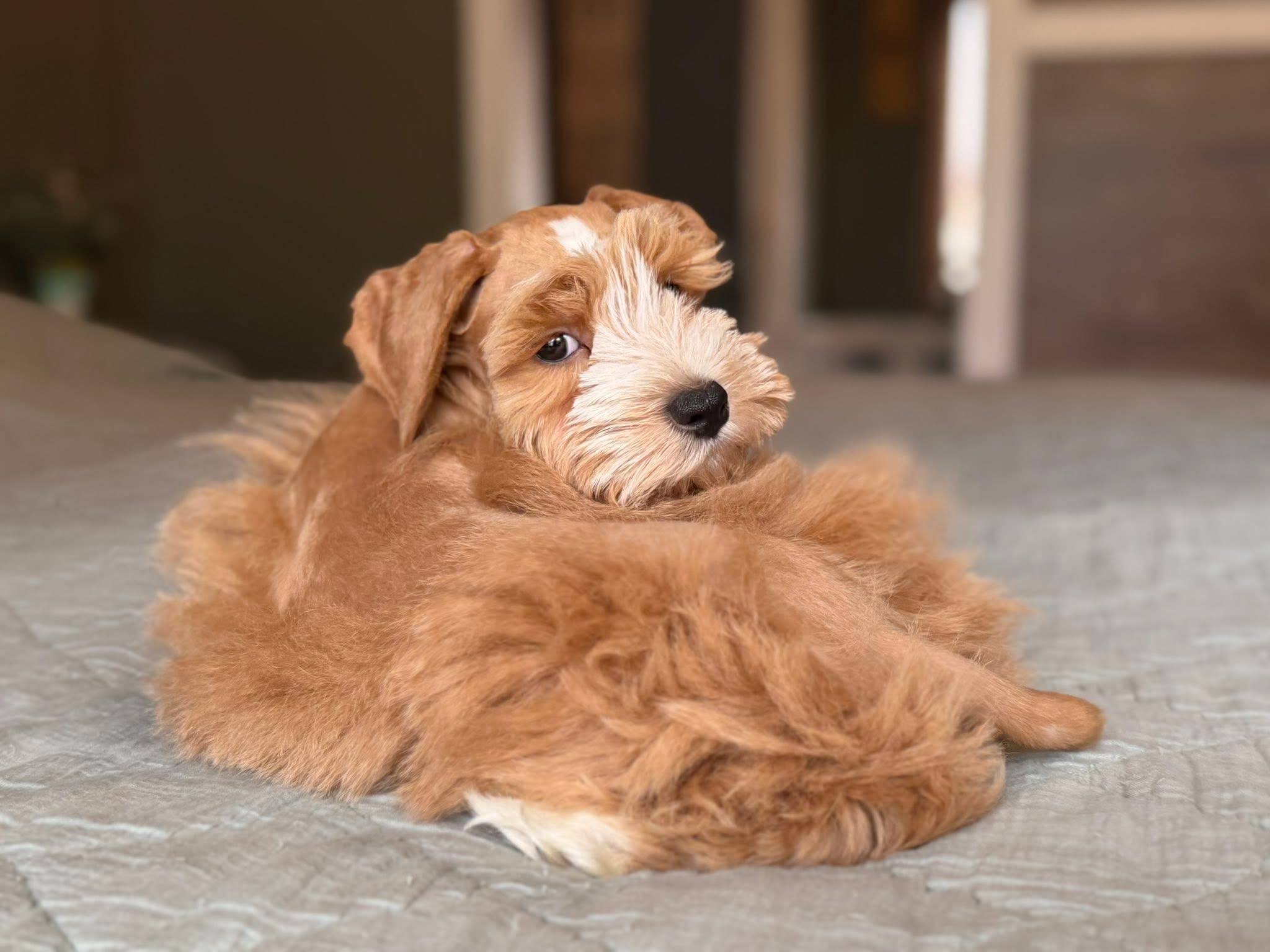 Moses as a tiny red rust puppy curled up on a soft gray blanket