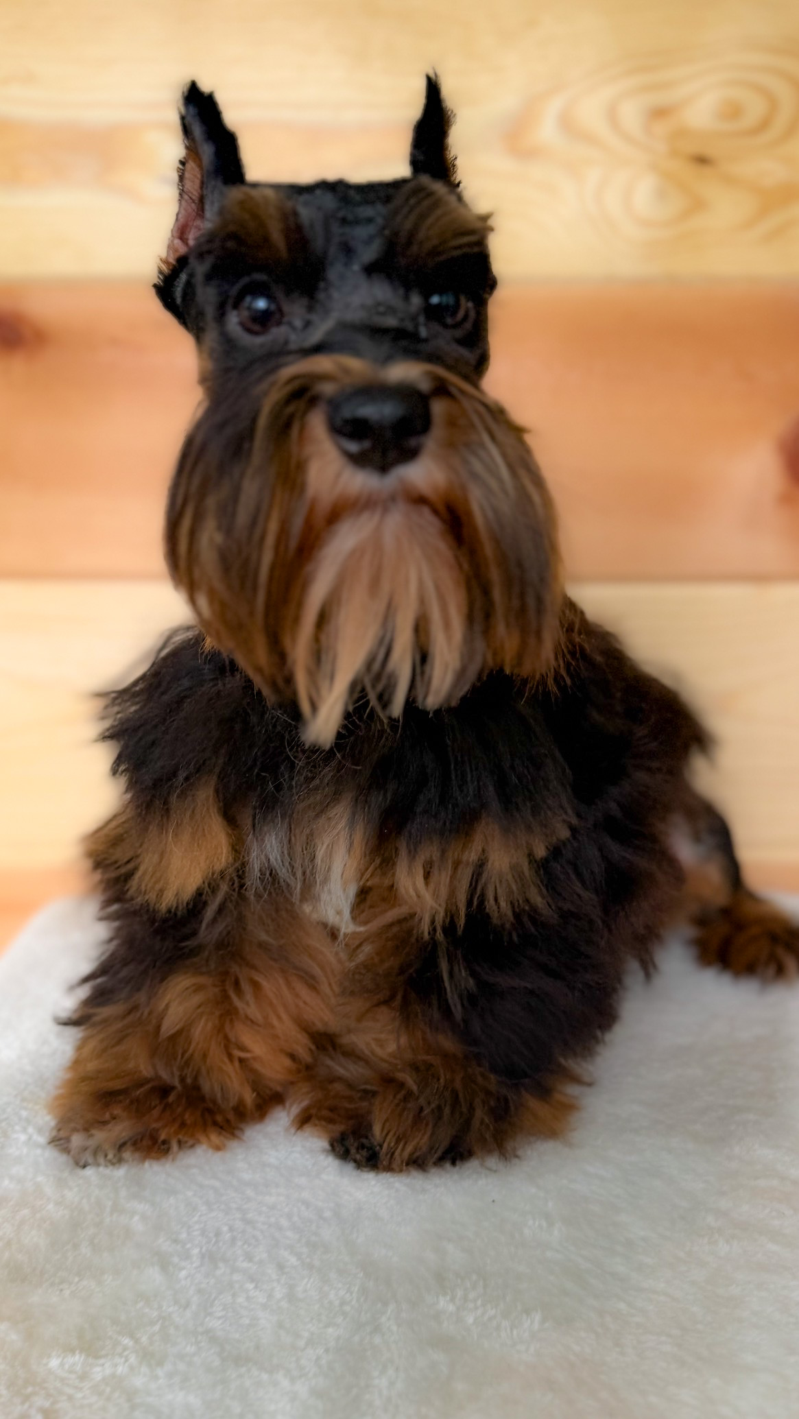 Outlaw, a petite black and rust Miniature Schnauzer with a plush mega coat, sitting against a warm wood backdrop
