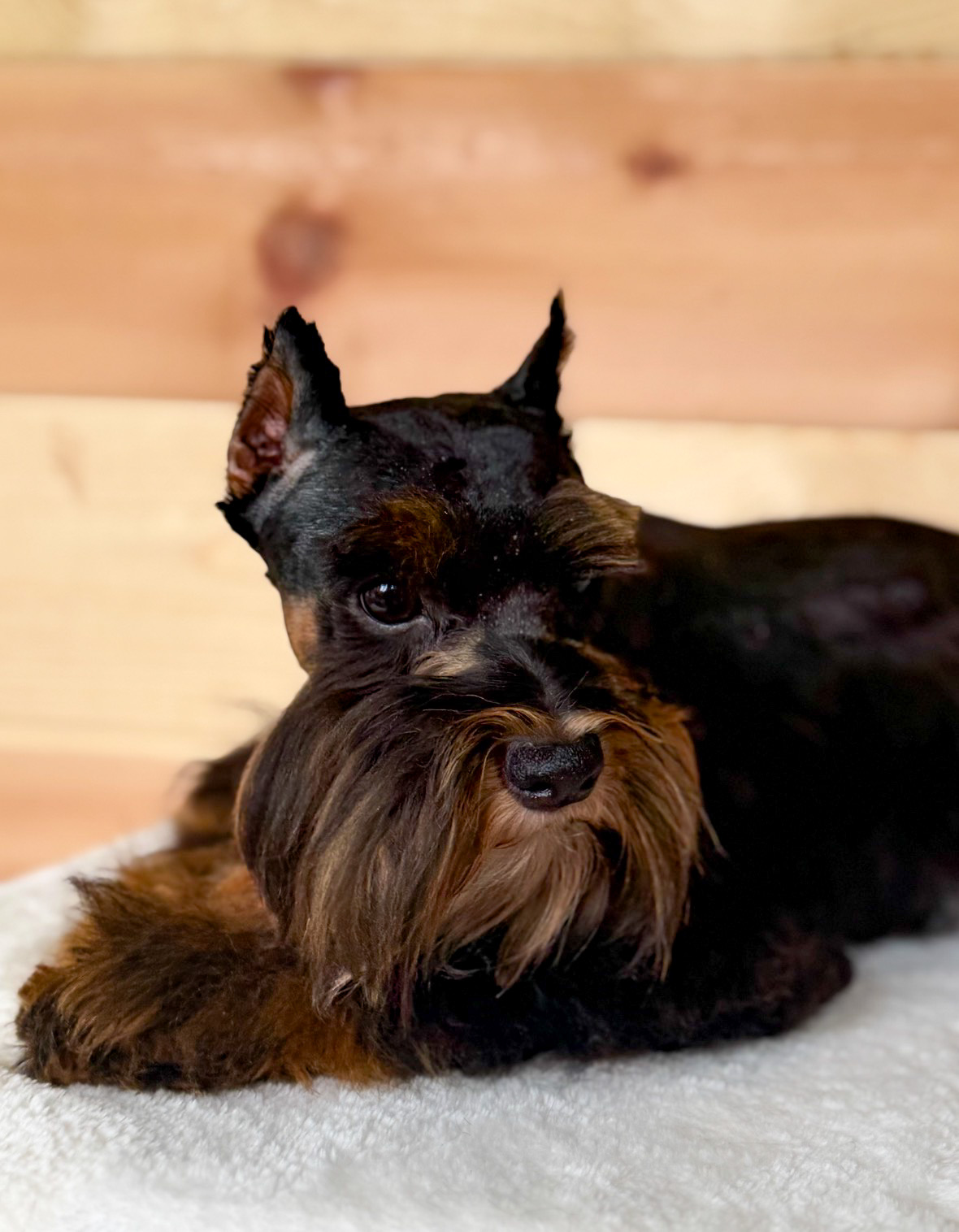 Outlaw lying on a soft blanket, showing his rich black coat, rust eyebrows, and full beard