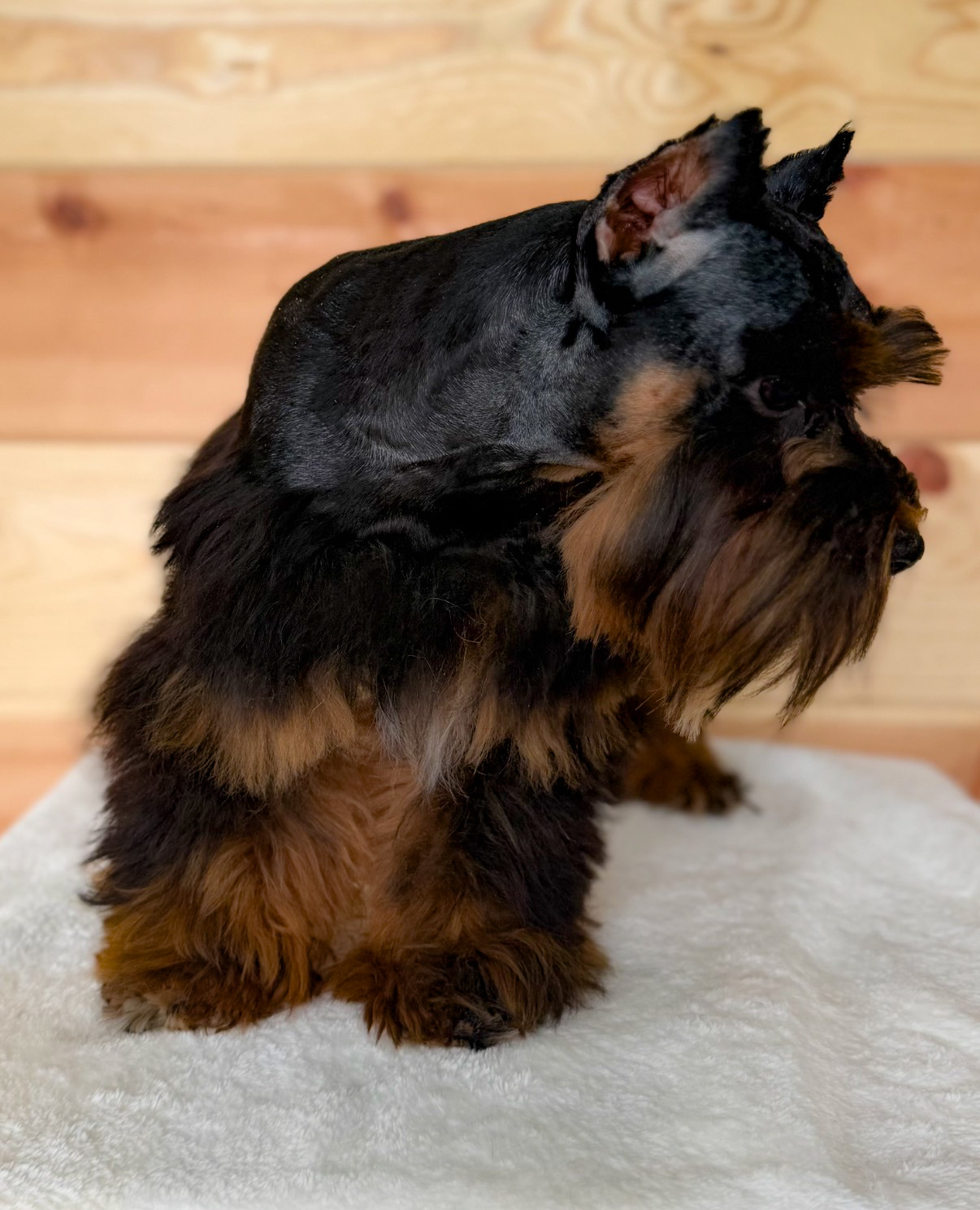 Outlaw sitting in side profile, showing his compact build and thick black and rust furnishings