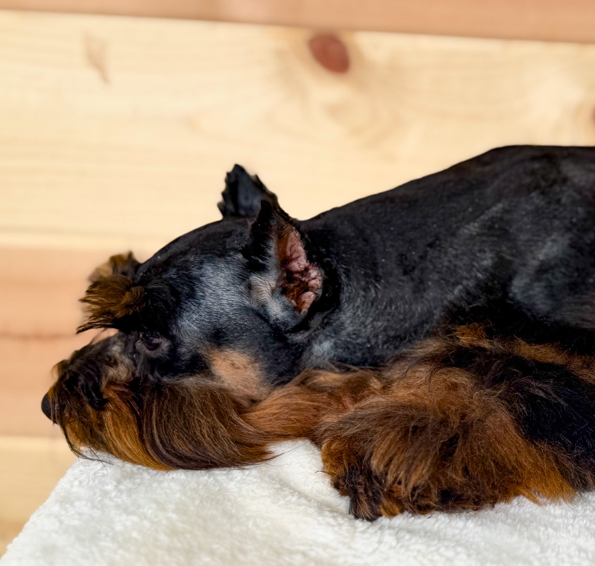 Outlaw resting on a soft blanket with his long rust beard and front furnishings in view