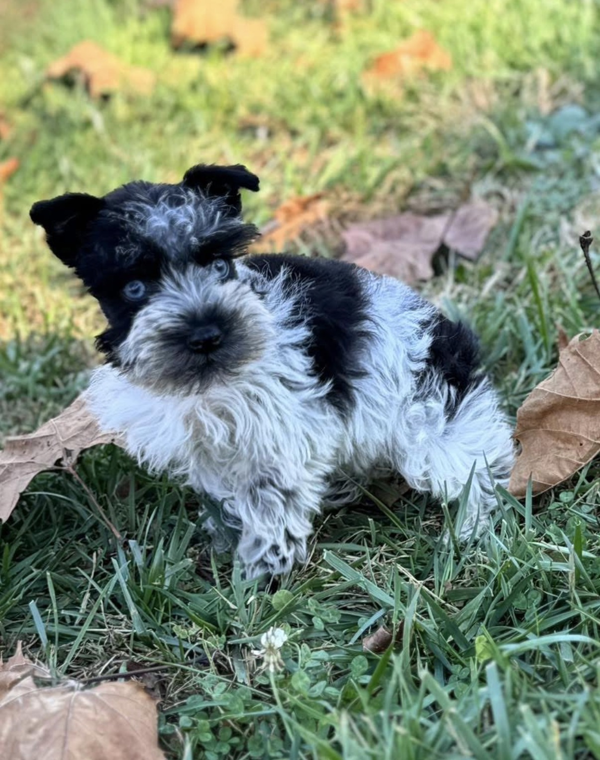 A past Mini Schnauzer playing among autumn leaves