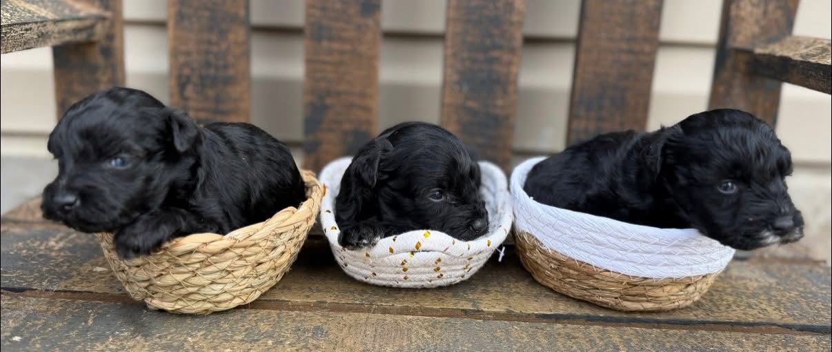 Three past black Mini Schnauzer puppies each nestled in their own little basket