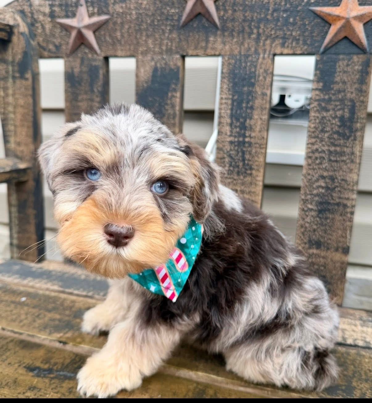 A past merle Mini Schnauzer puppy wearing a bow tie on a rustic bench