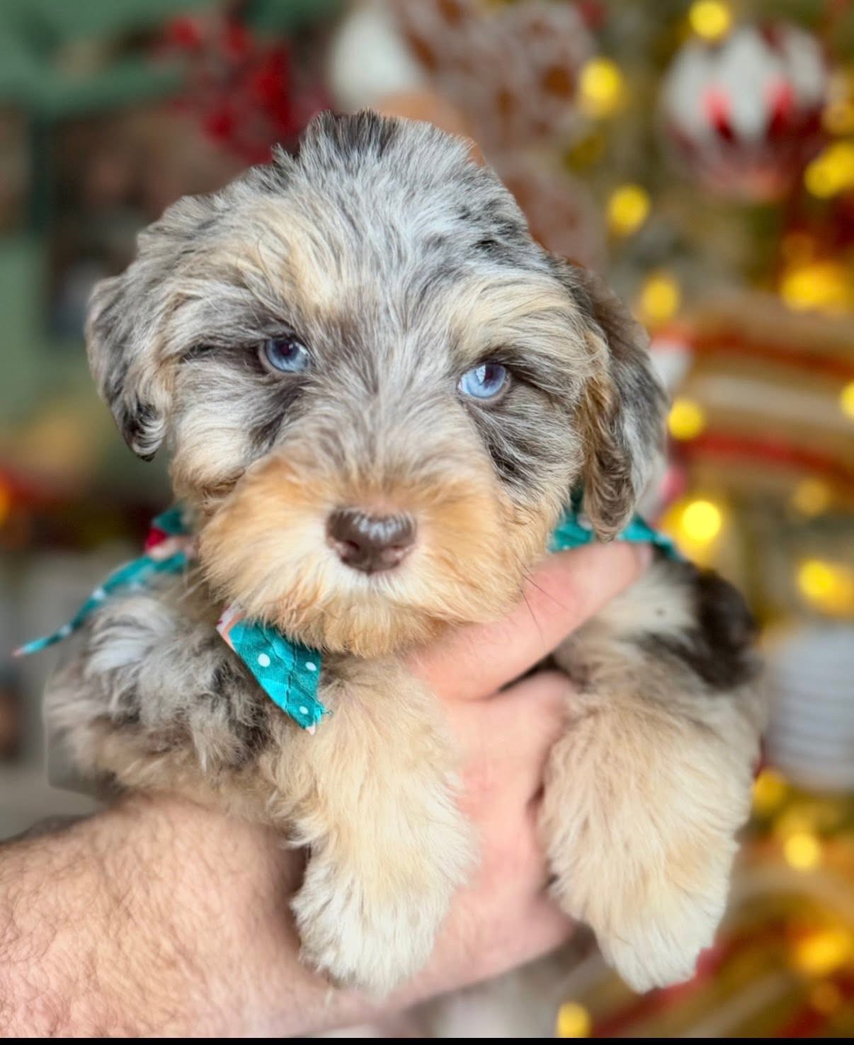 A past merle Mini Schnauzer puppy with a holiday bow at Christmas