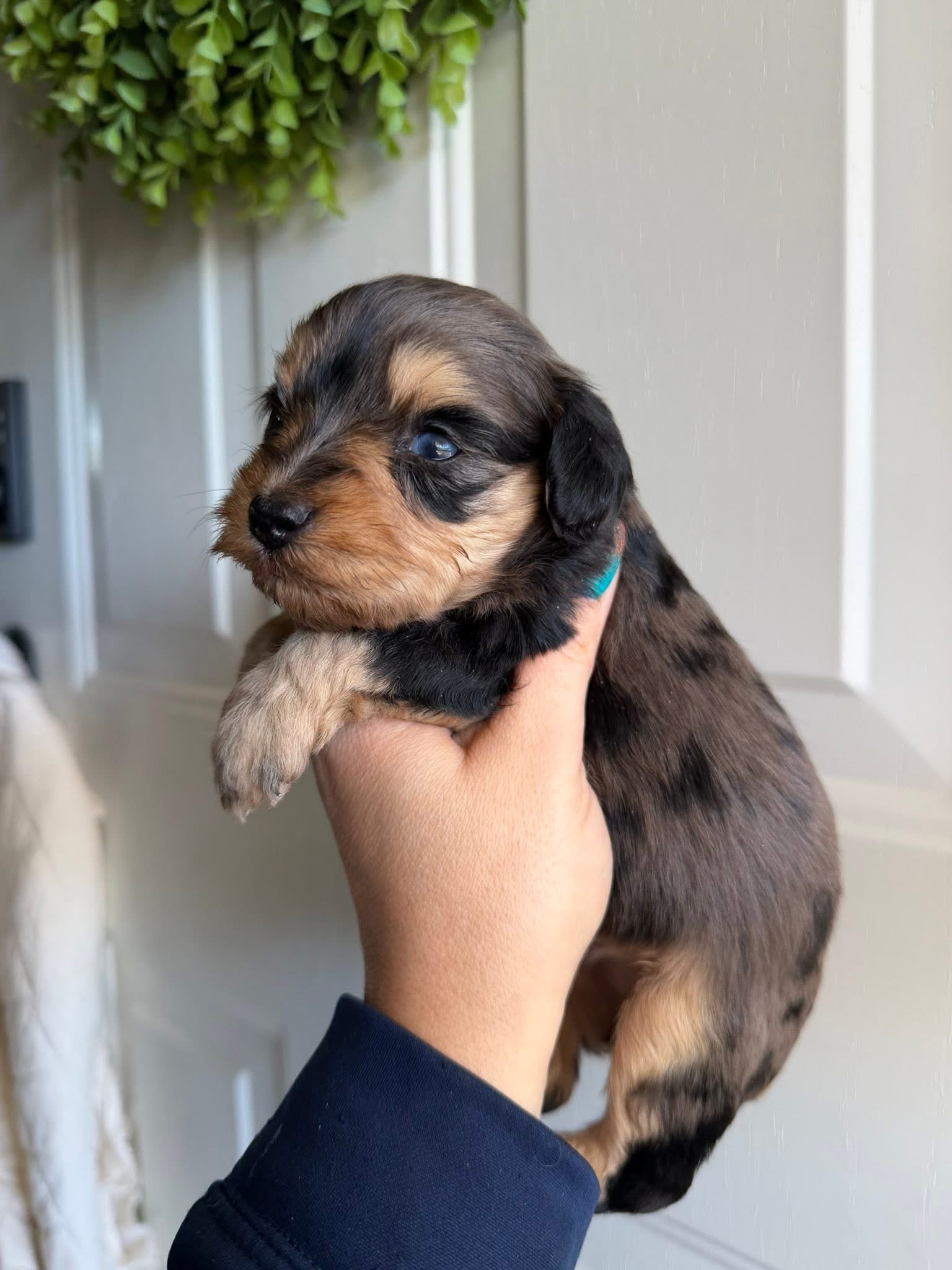 A past chocolate merle Mini Schnauzer puppy being held up by the front door