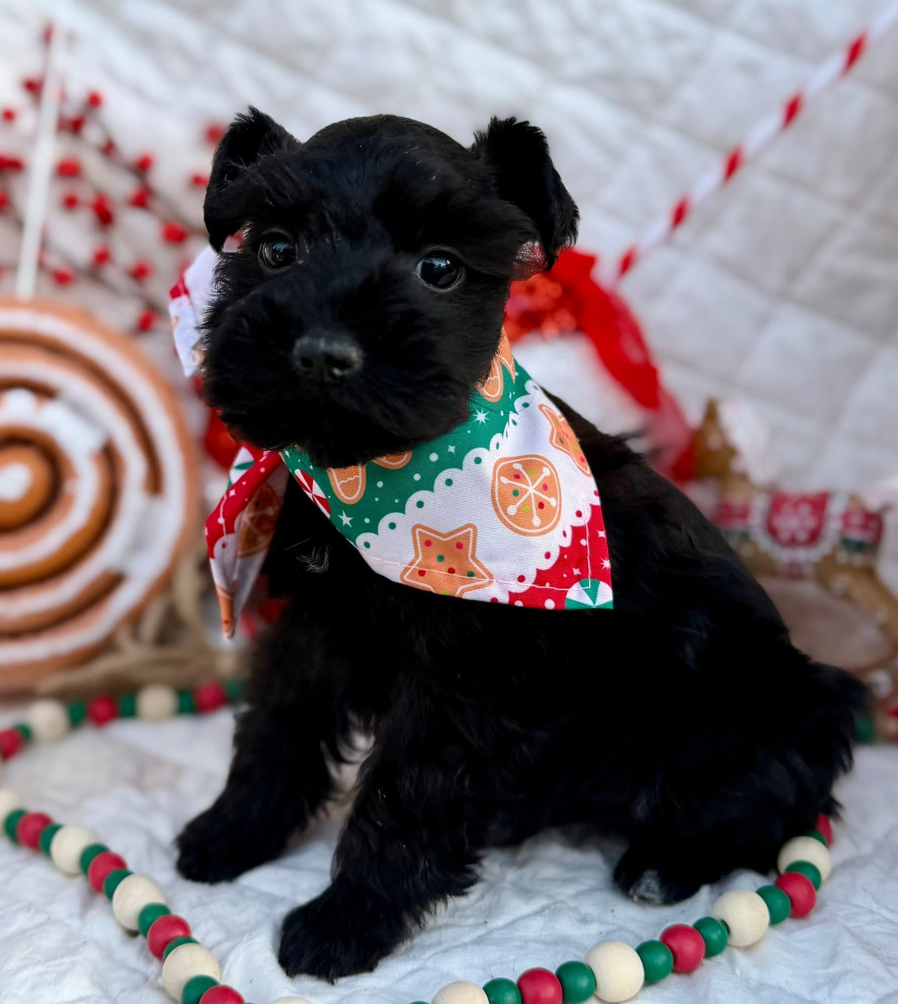 A past black Mini Schnauzer puppy wearing a gingerbread Christmas bandana