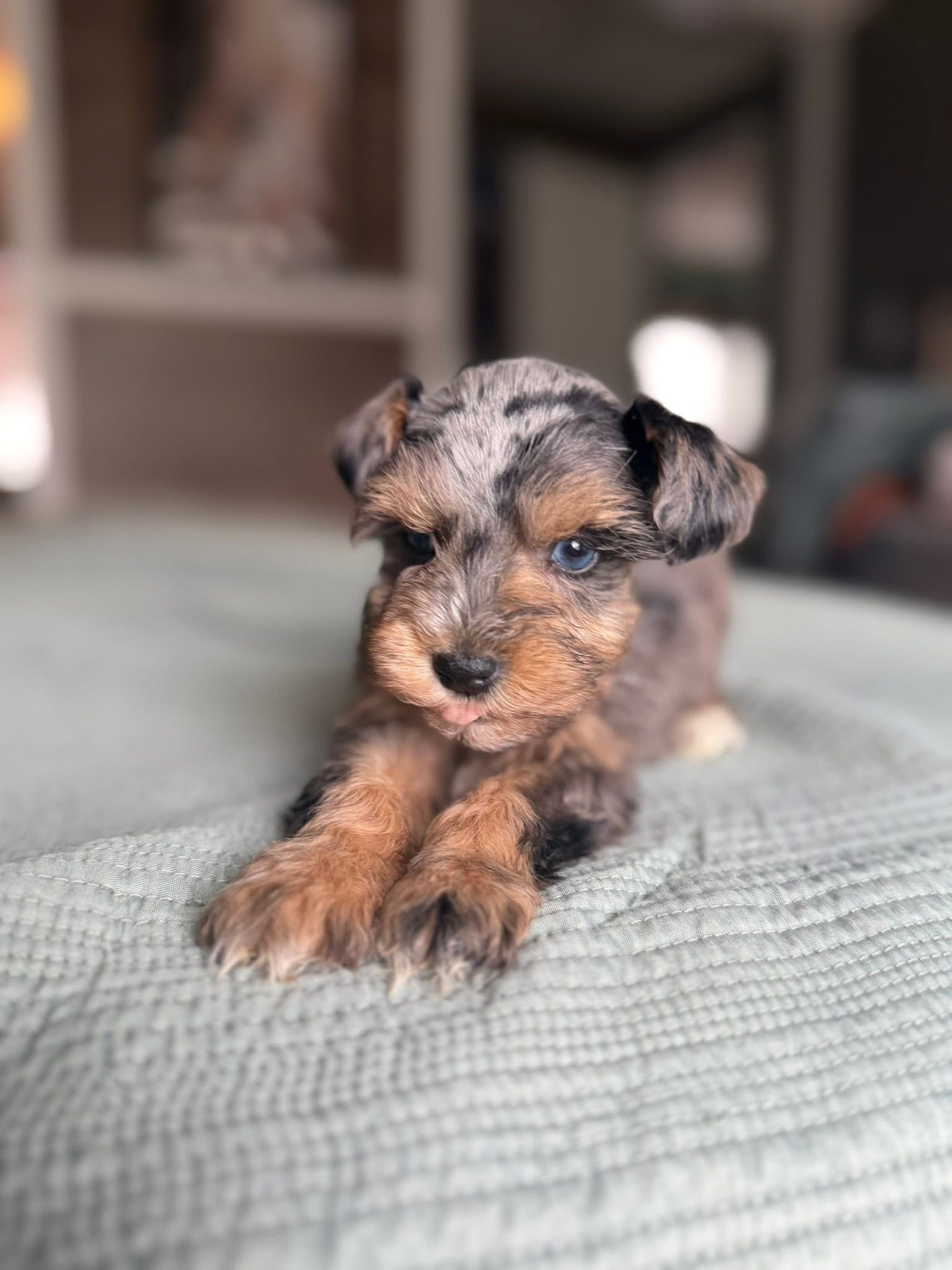 A past Mini Schnauzer puppy resting on a green blanket