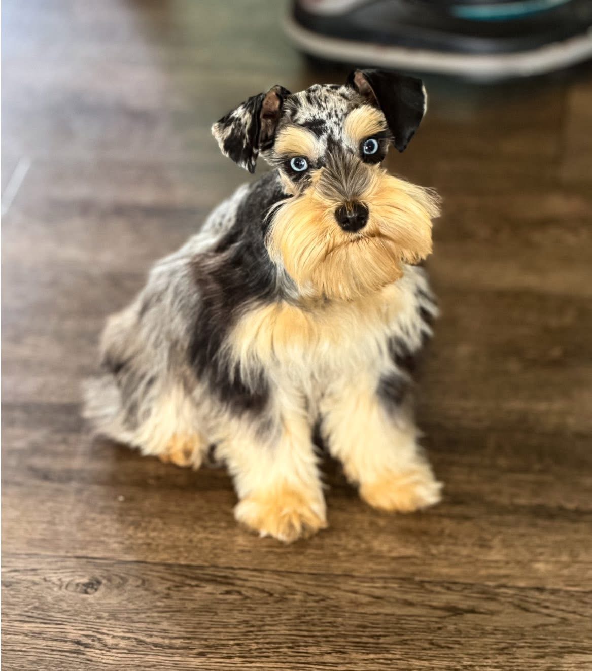 A past merle Mini Schnauzer, now grown, sitting on a hardwood floor